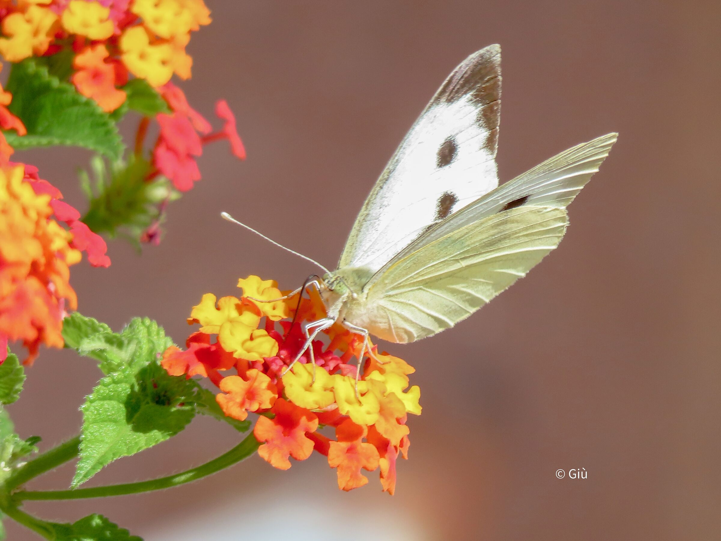 Butterfly parameters f6 9/1/400' ISO 100