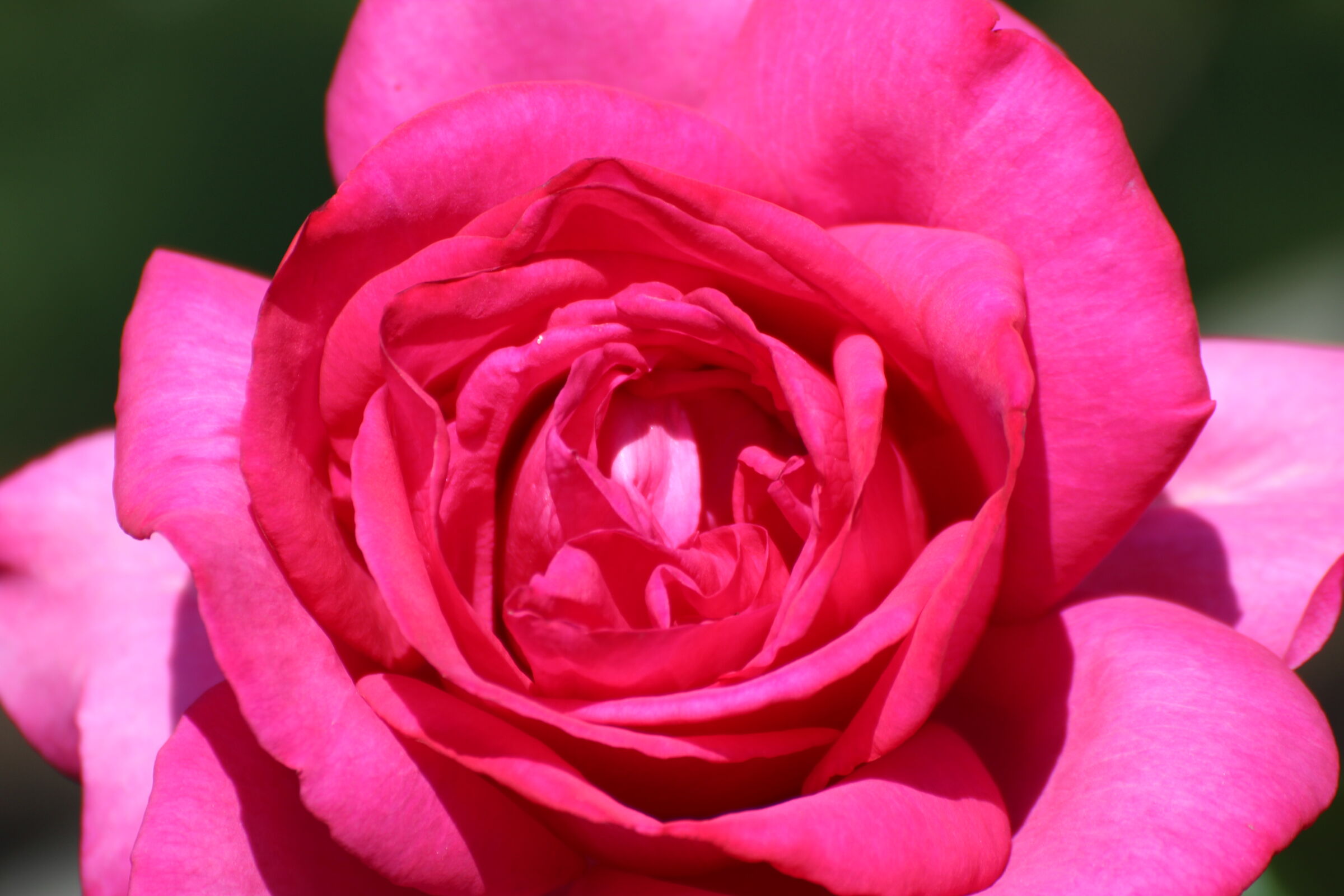 Rosa