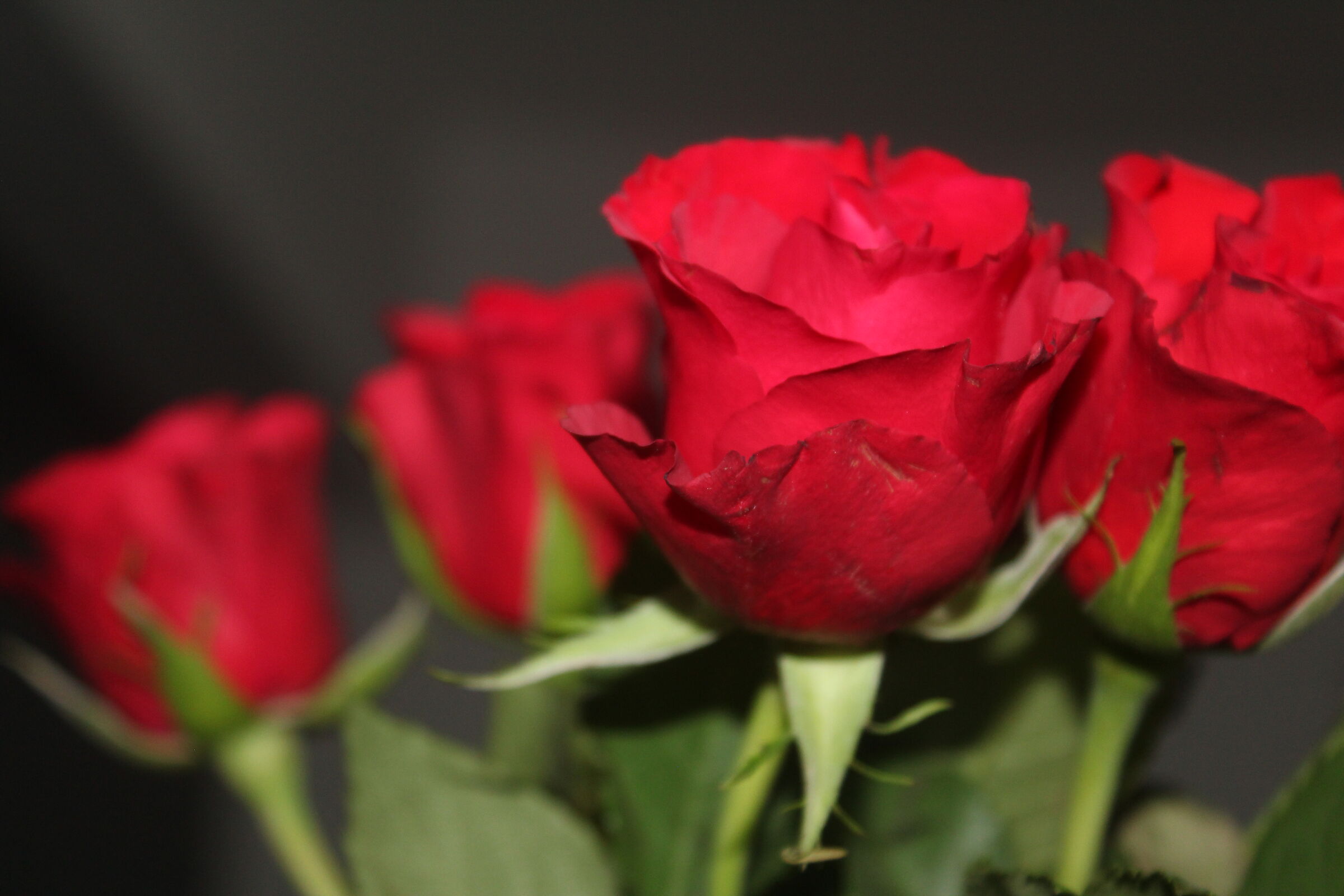 Rose rosse