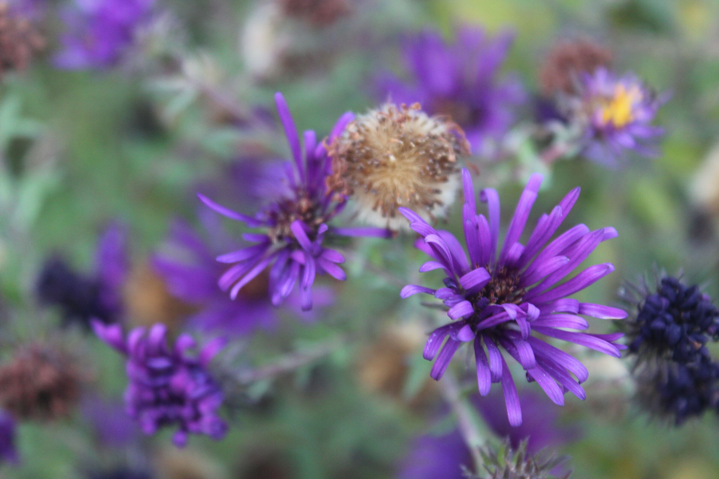 Fiore