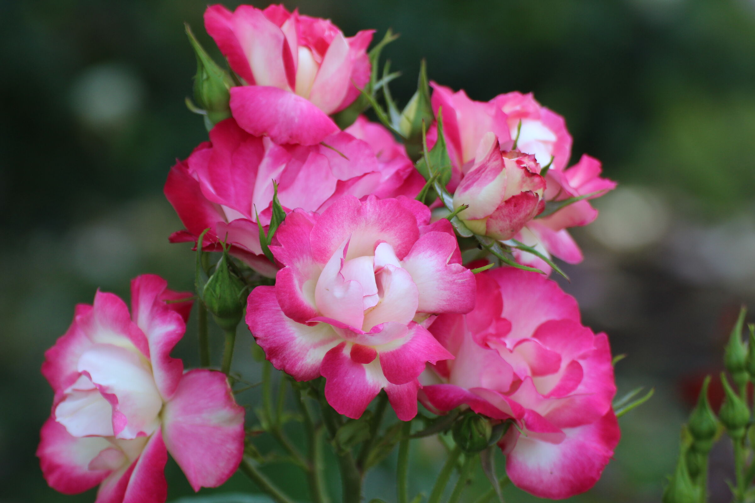 Mazzo di fiori