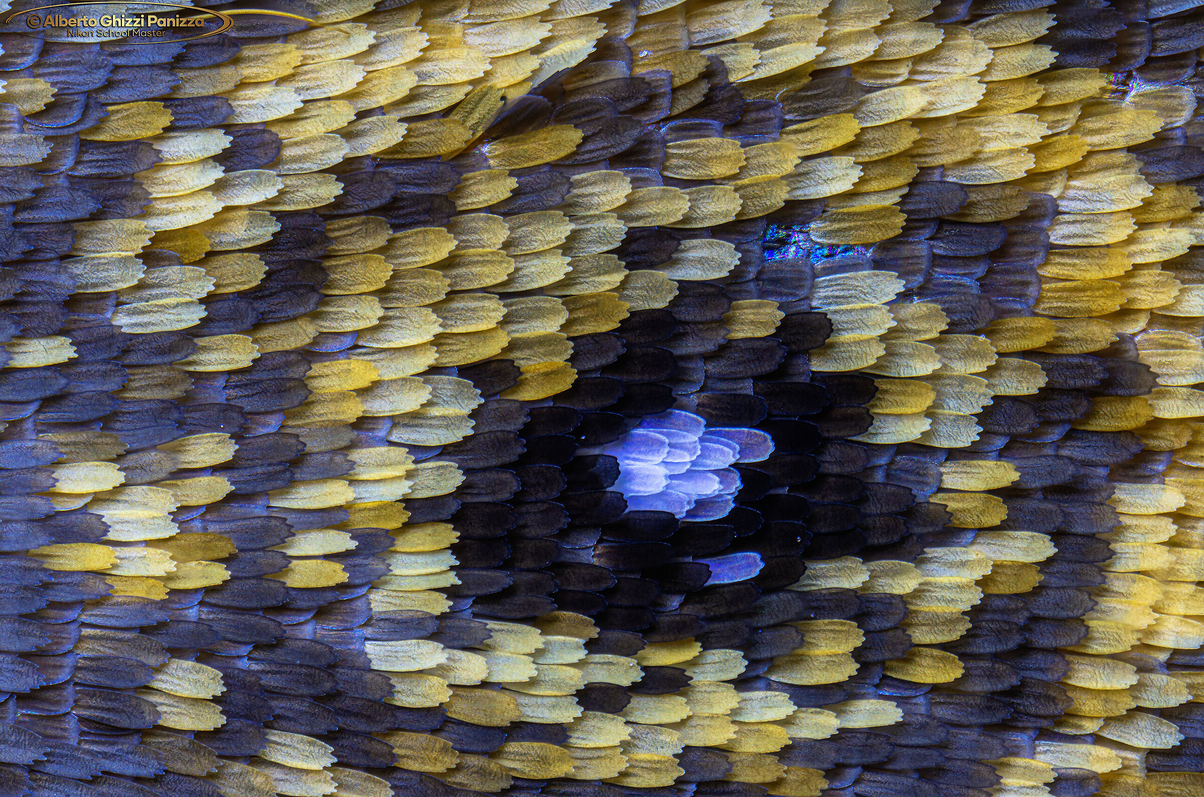 Ali di farfalla a 20X