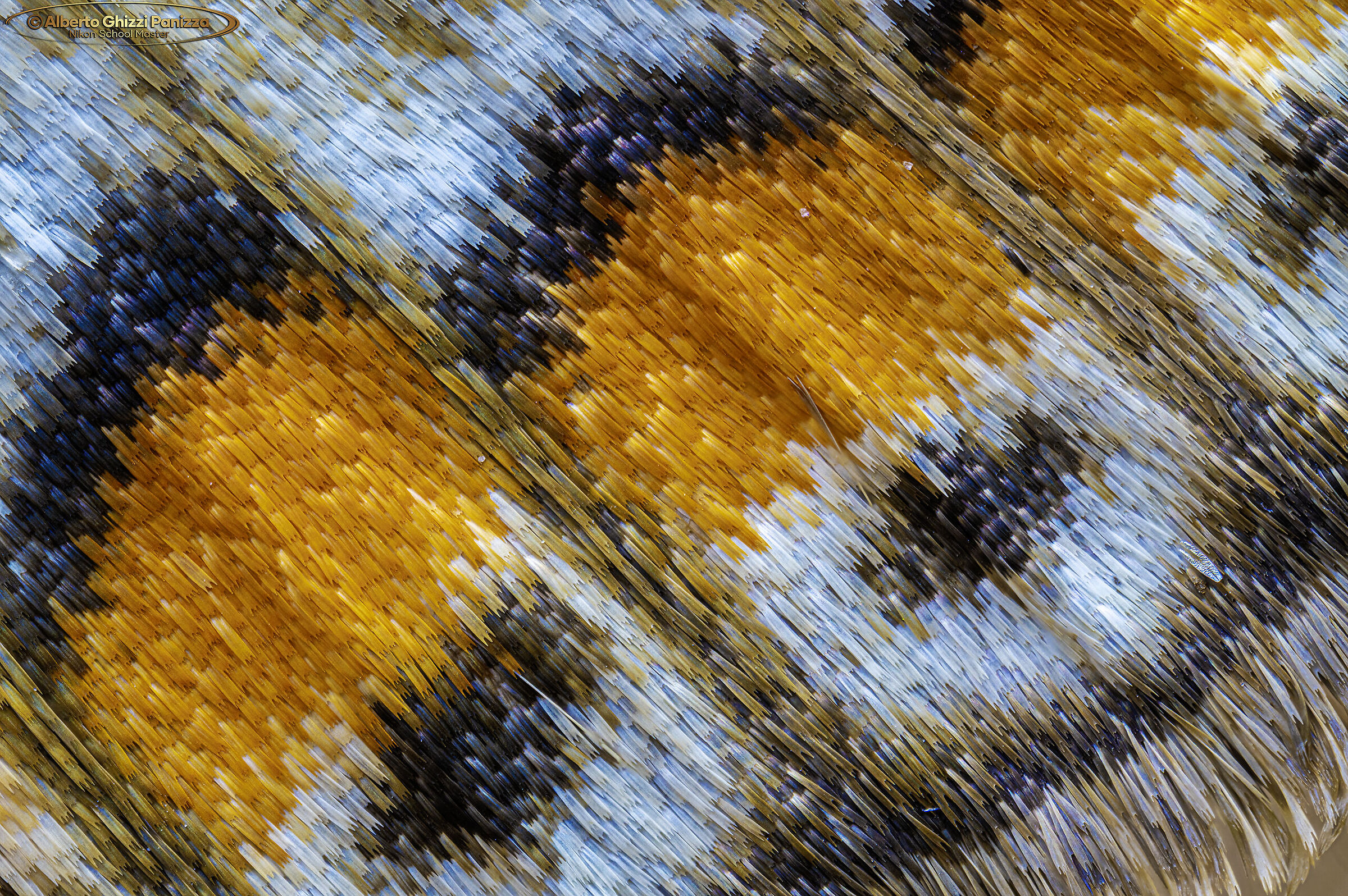 Ali di farfalla a 10X