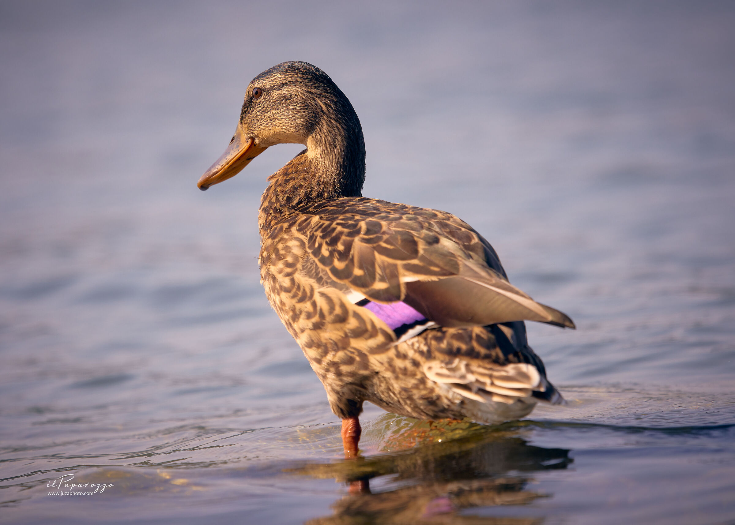 Germano Reale Femmina