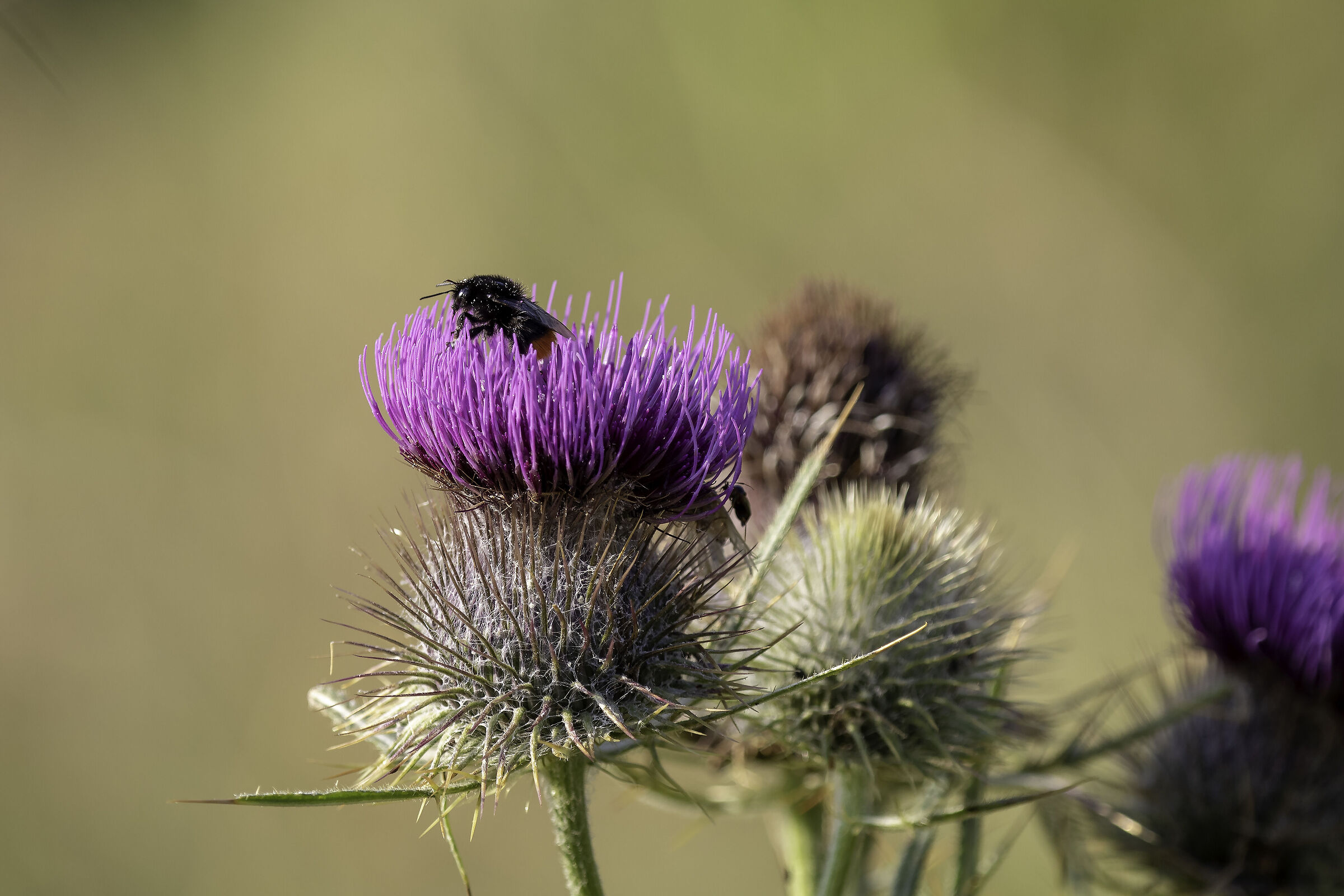 Fiore di Cardo scardaccio con ospite