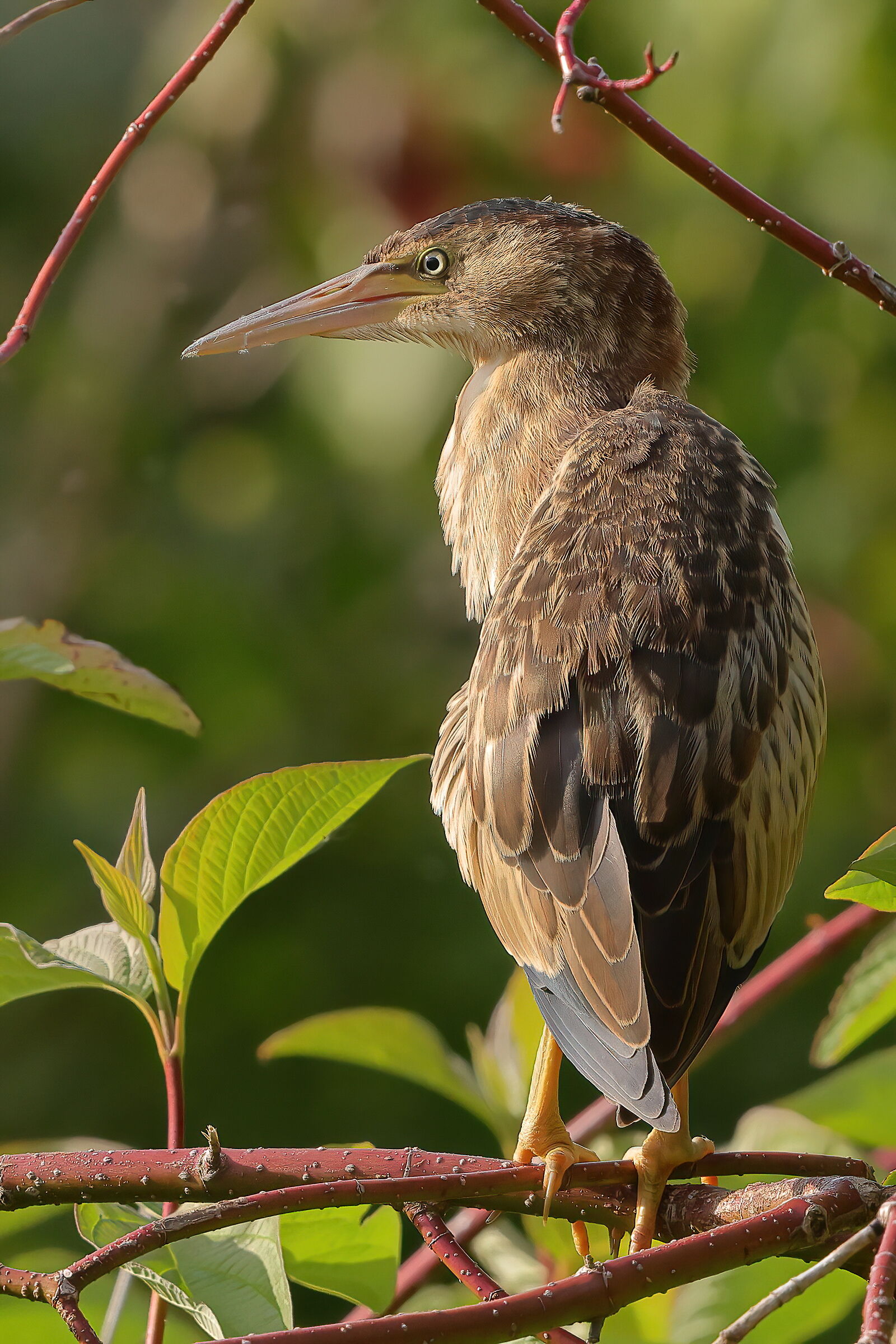 Little bittern