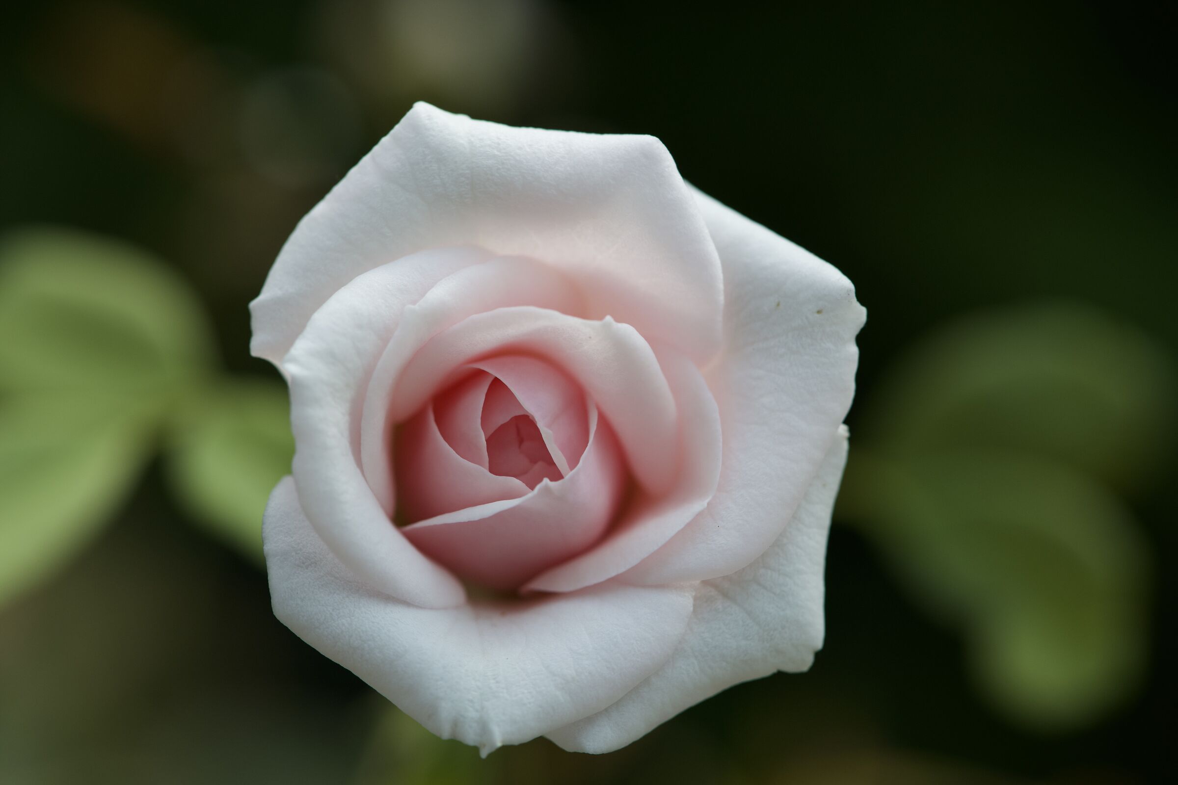 Piccola rosa bianca