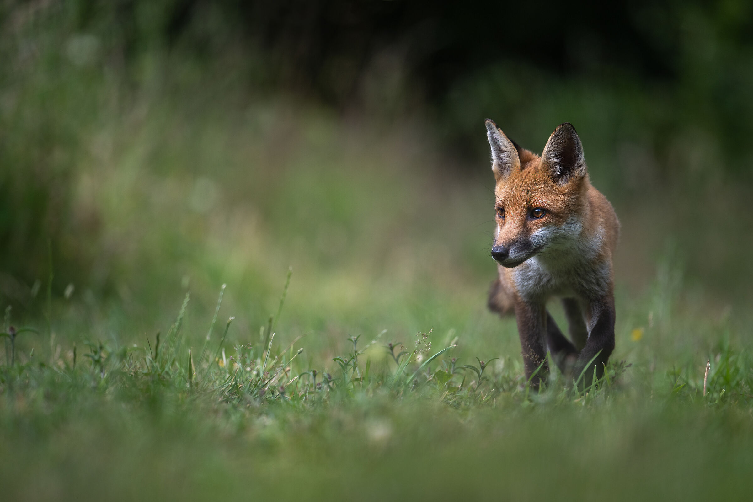 Curious fox pup (Vulpes vulpes)