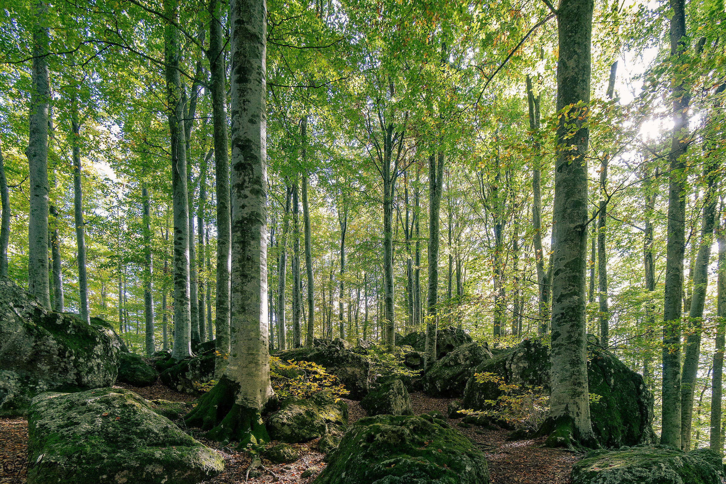 The echo of the beech forest...