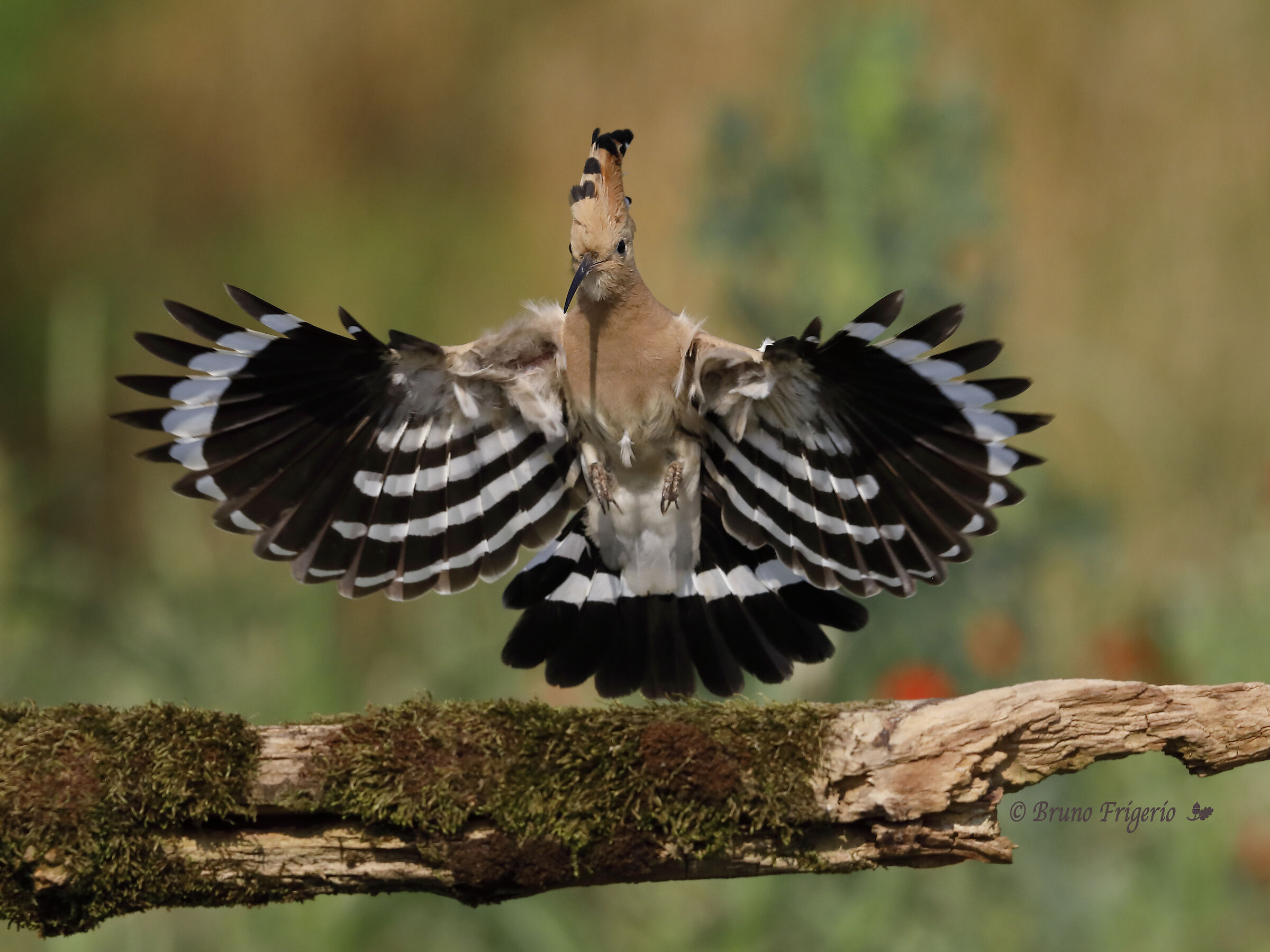 HOOPOE