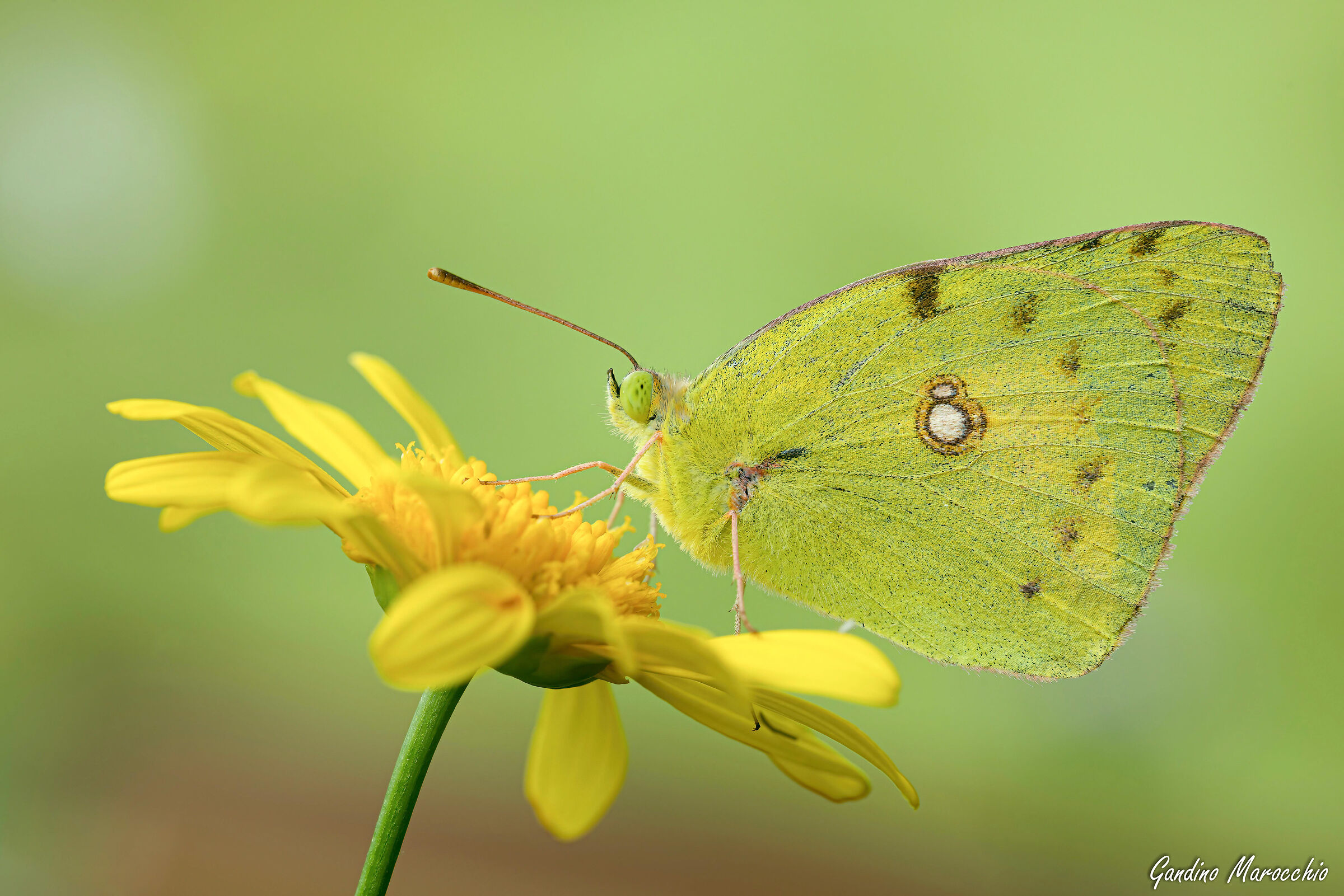 Colias Crocea
