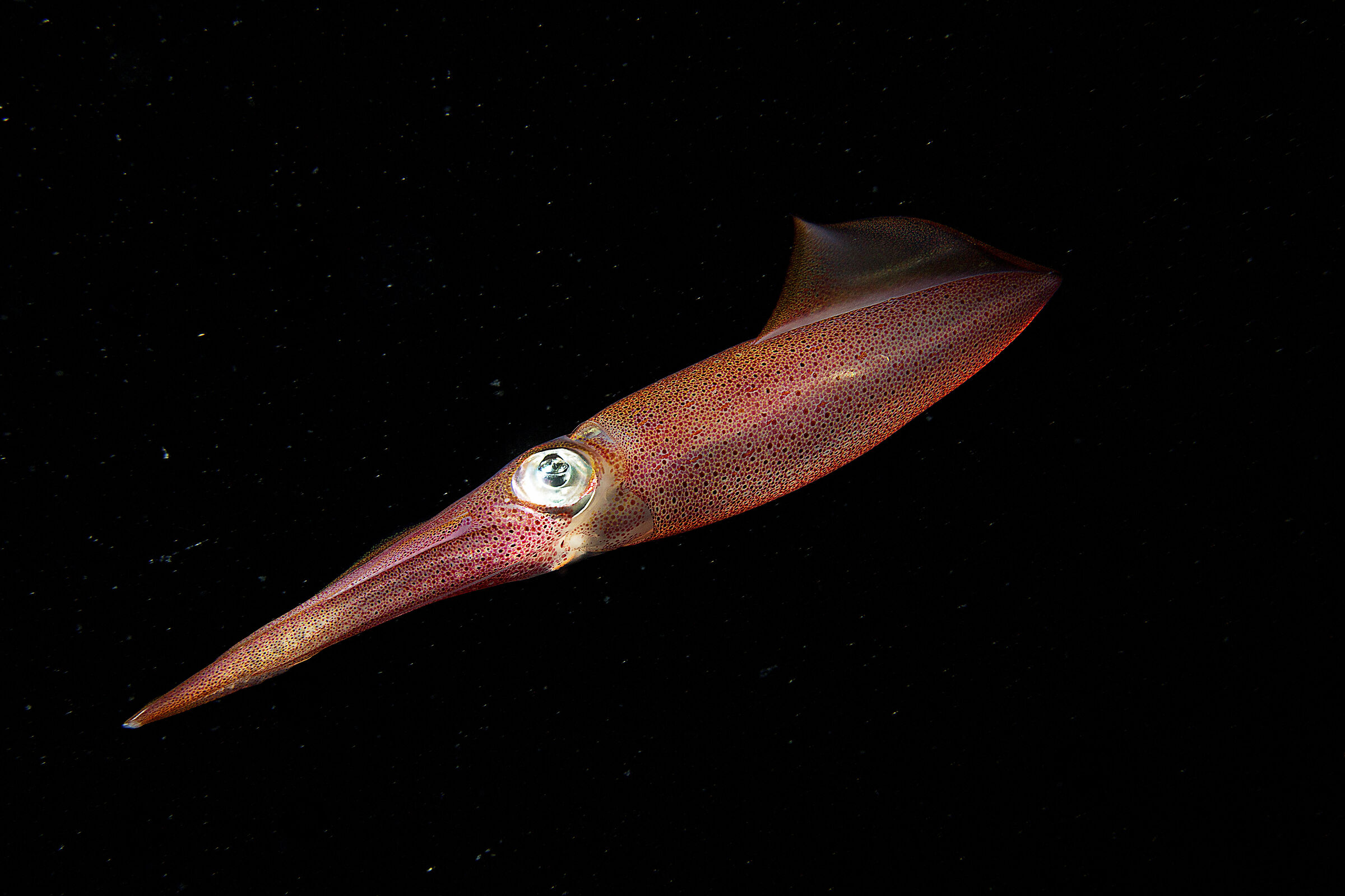 Squid by night