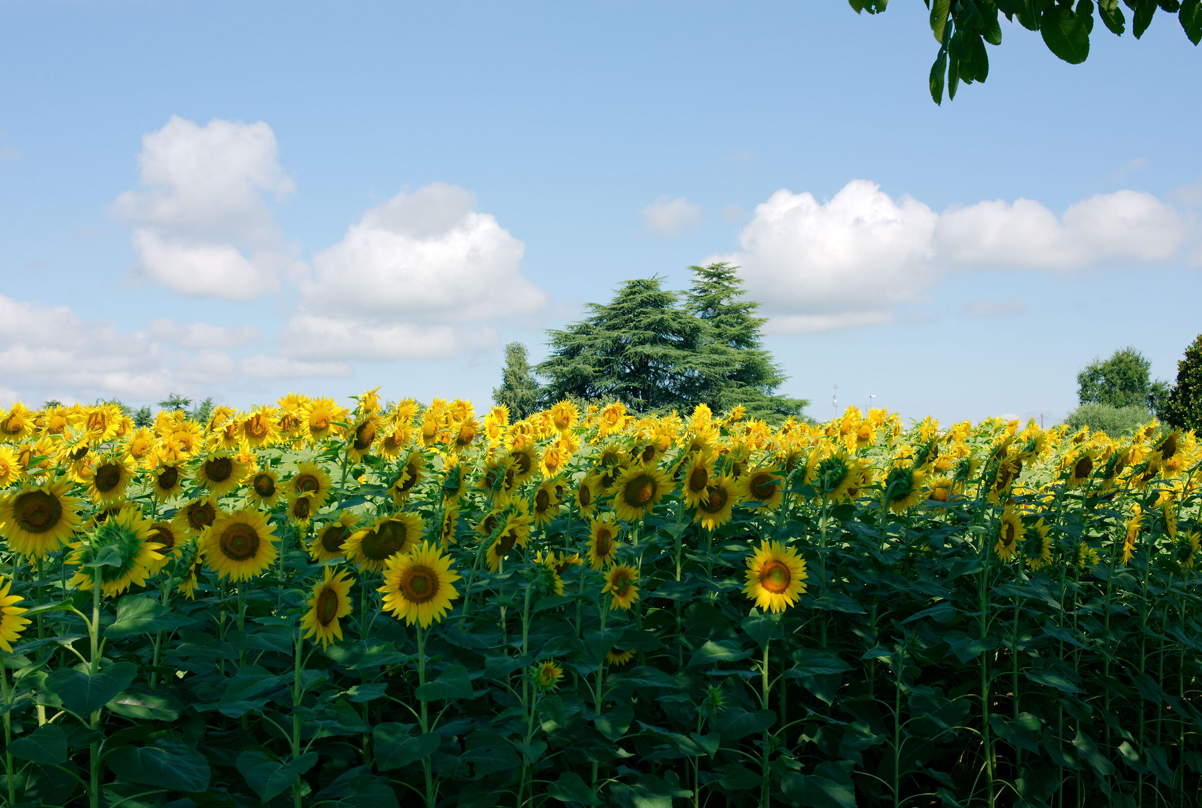 girasoli