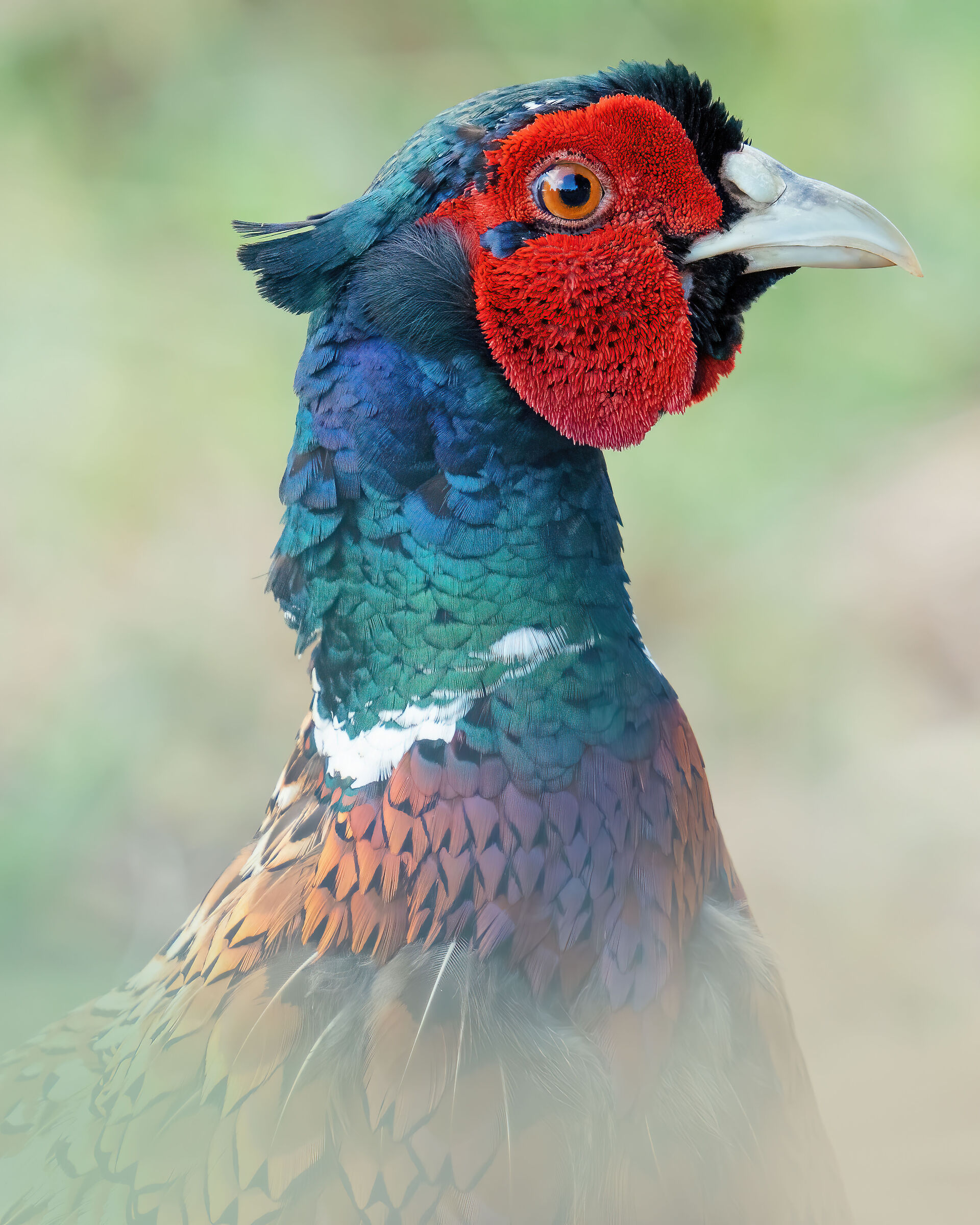 Pheasant