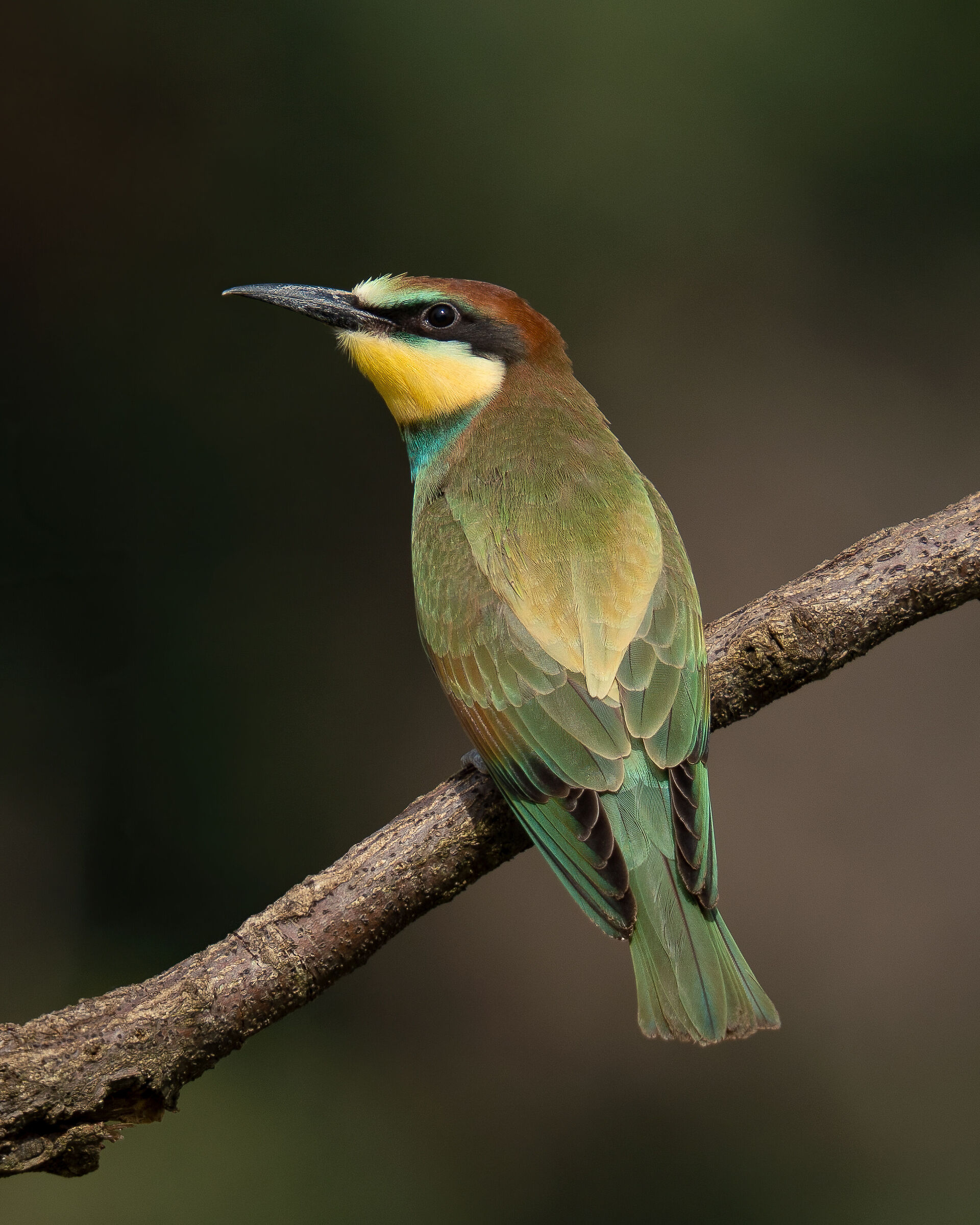 Bee-eater juv.
