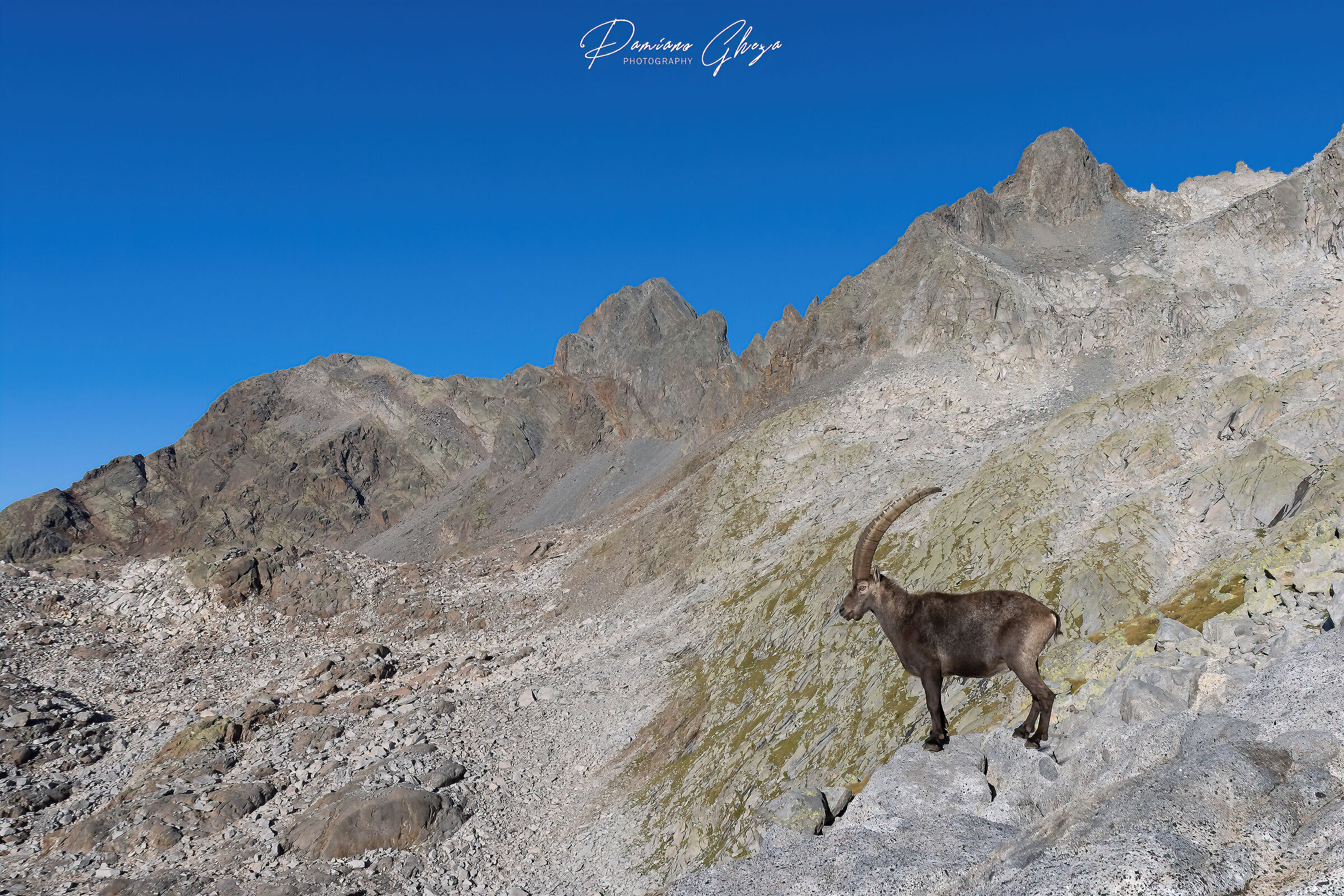 The king of the valley