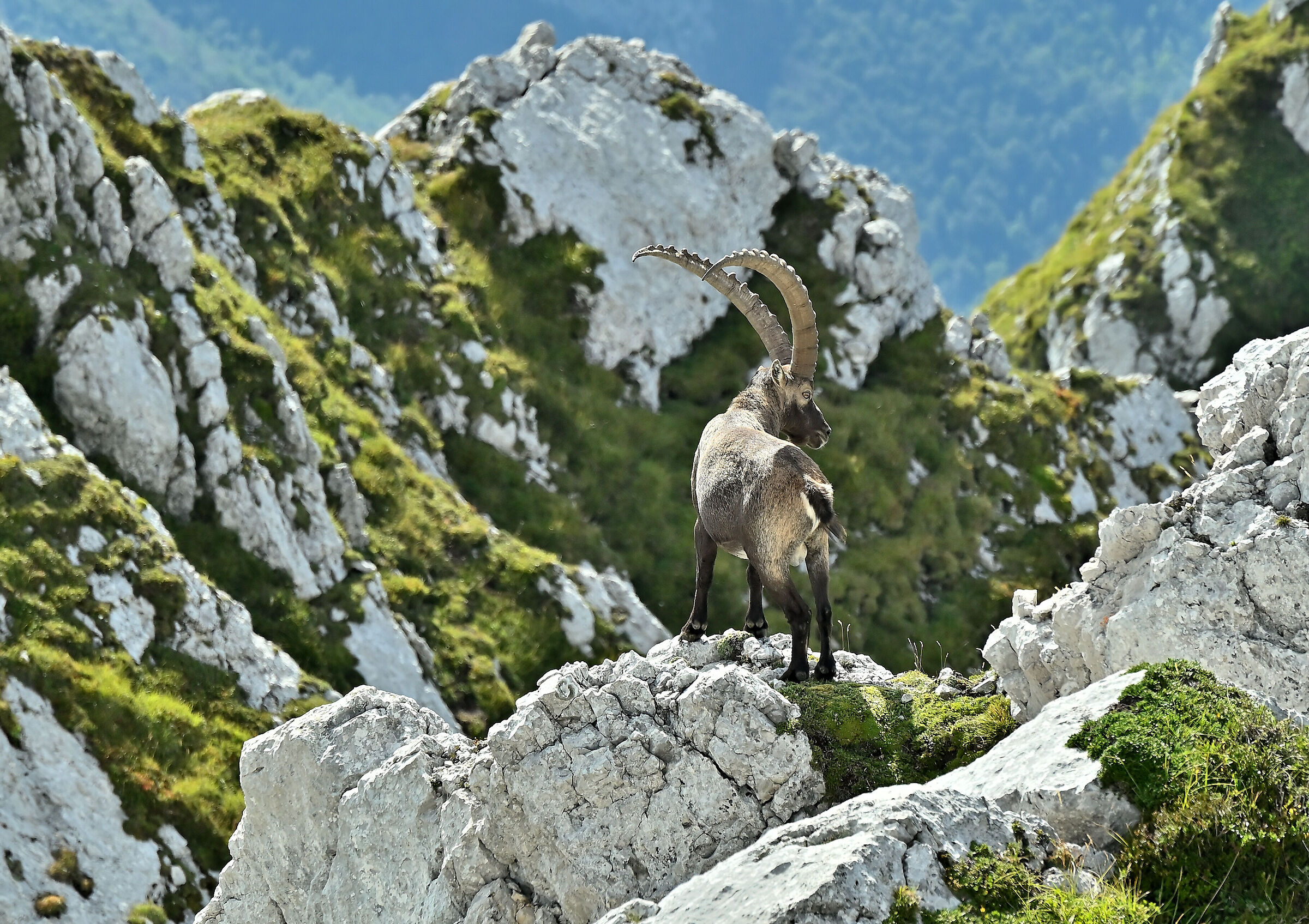 Prealpi Giulie