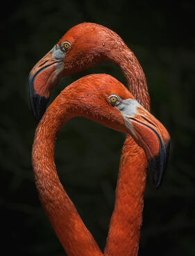 Phoenicopterus ruber
