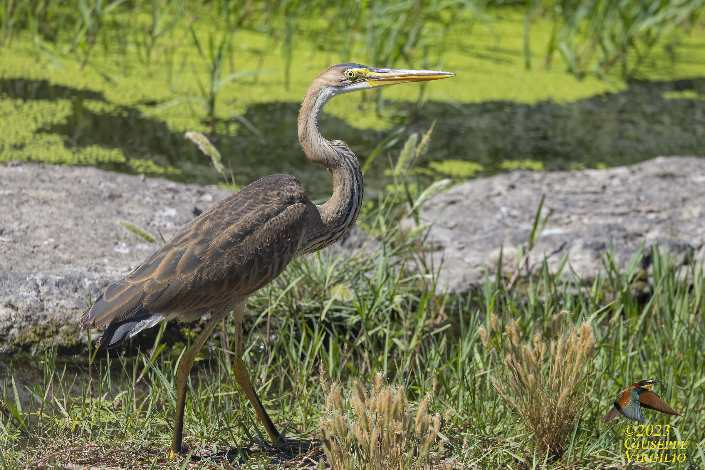 Red Heron (Sardinia) 2023