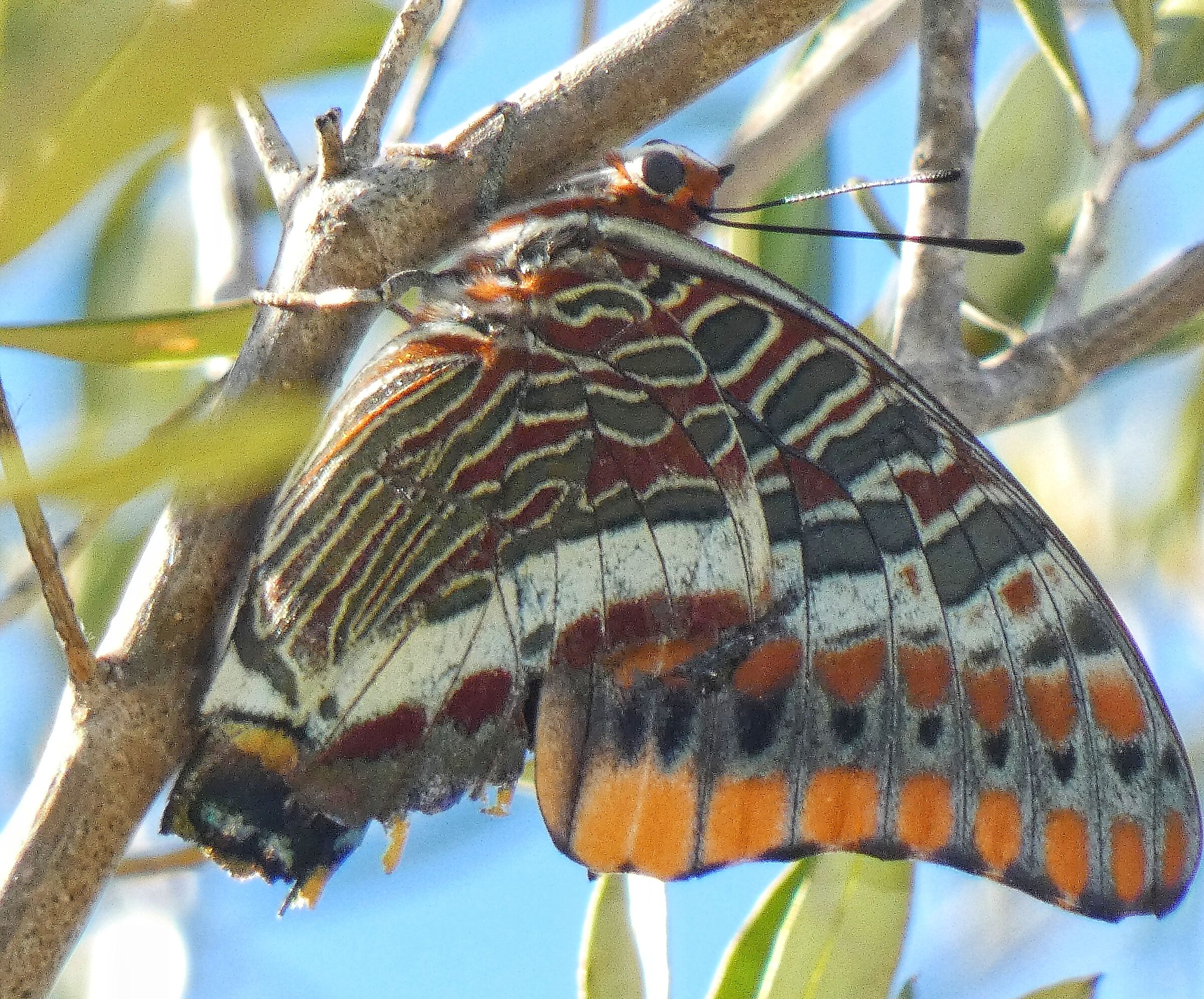Charaxes jasius, nymph of the strawberry tree. Olbia, 16 Aug...