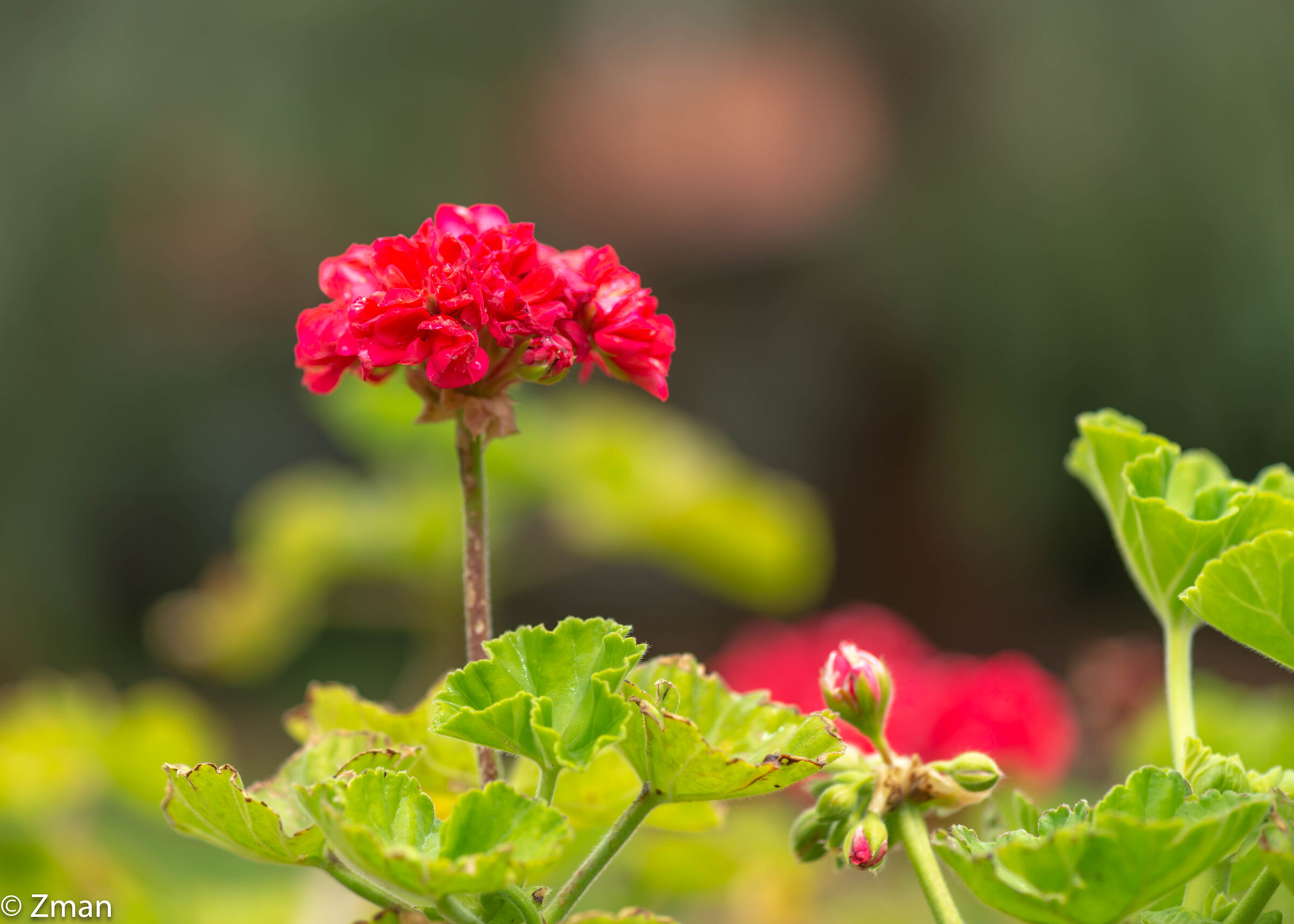 Red Geranium