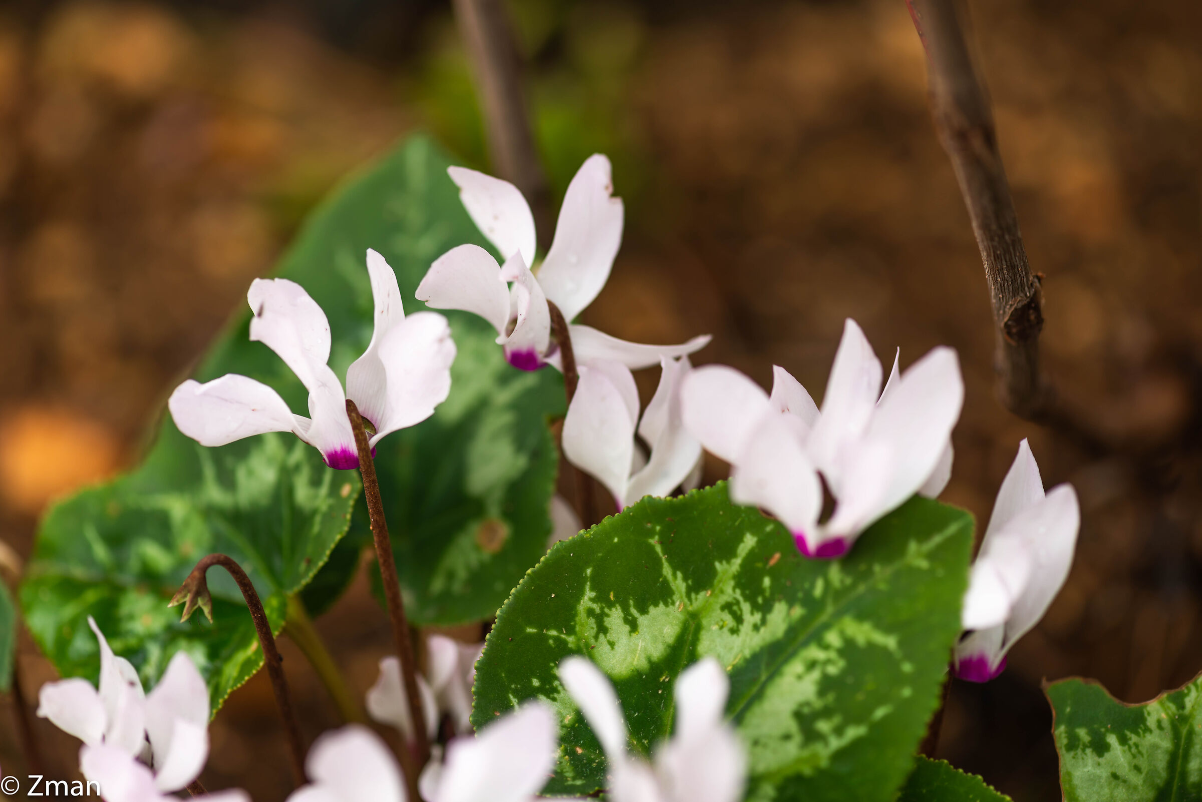 Persian Cyclamen