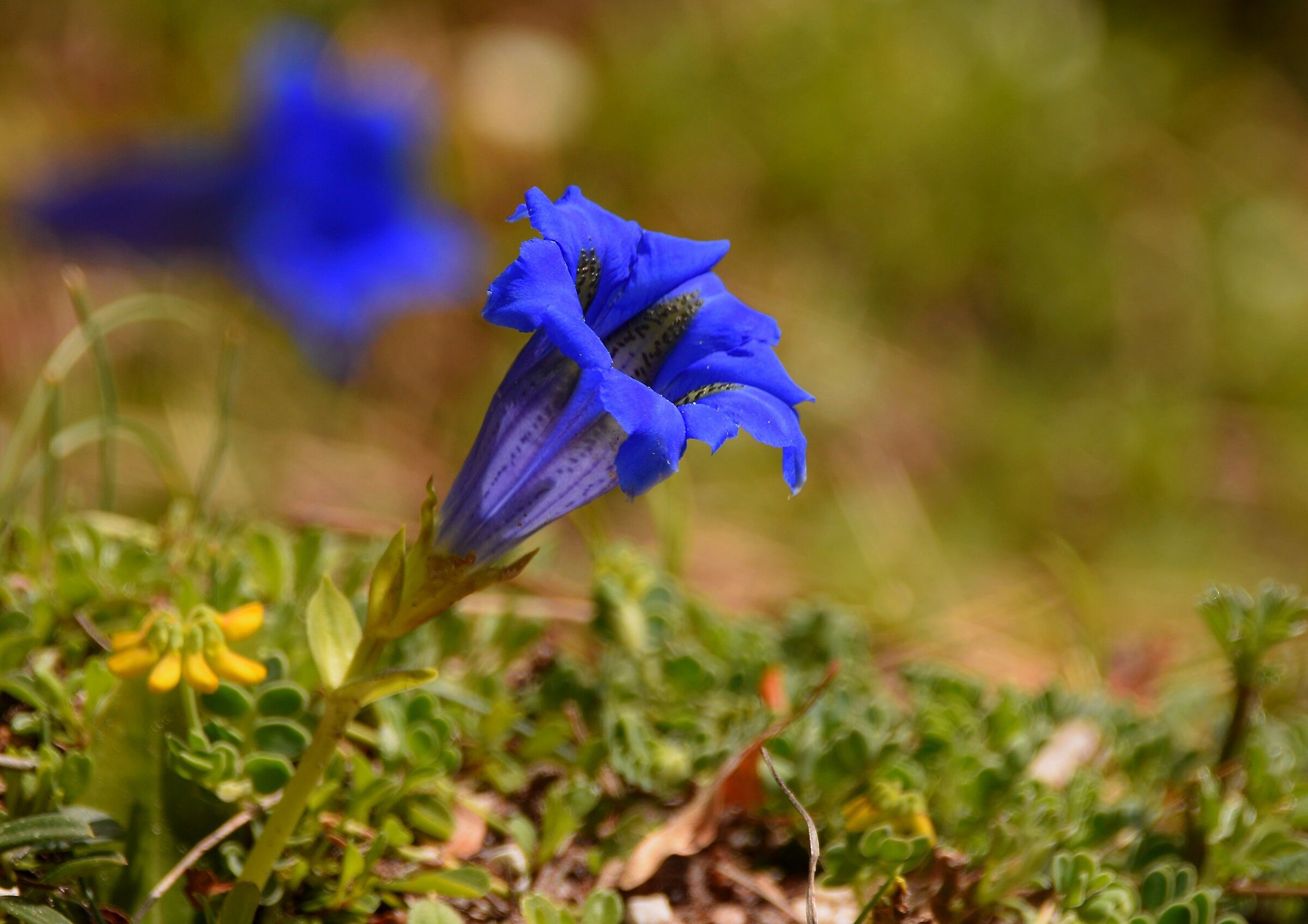 Genziana blu