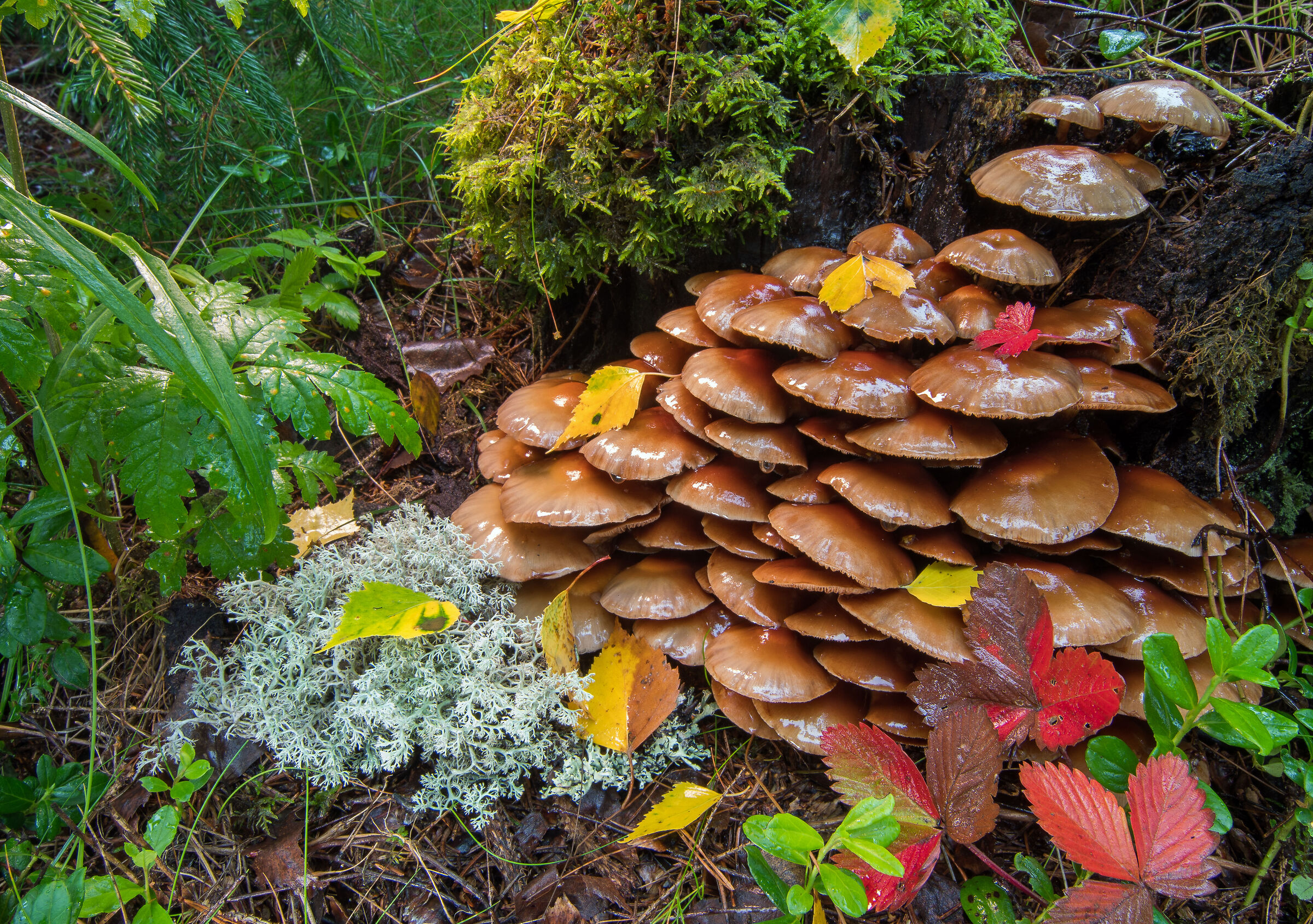 Kuehneromyces mutabilis