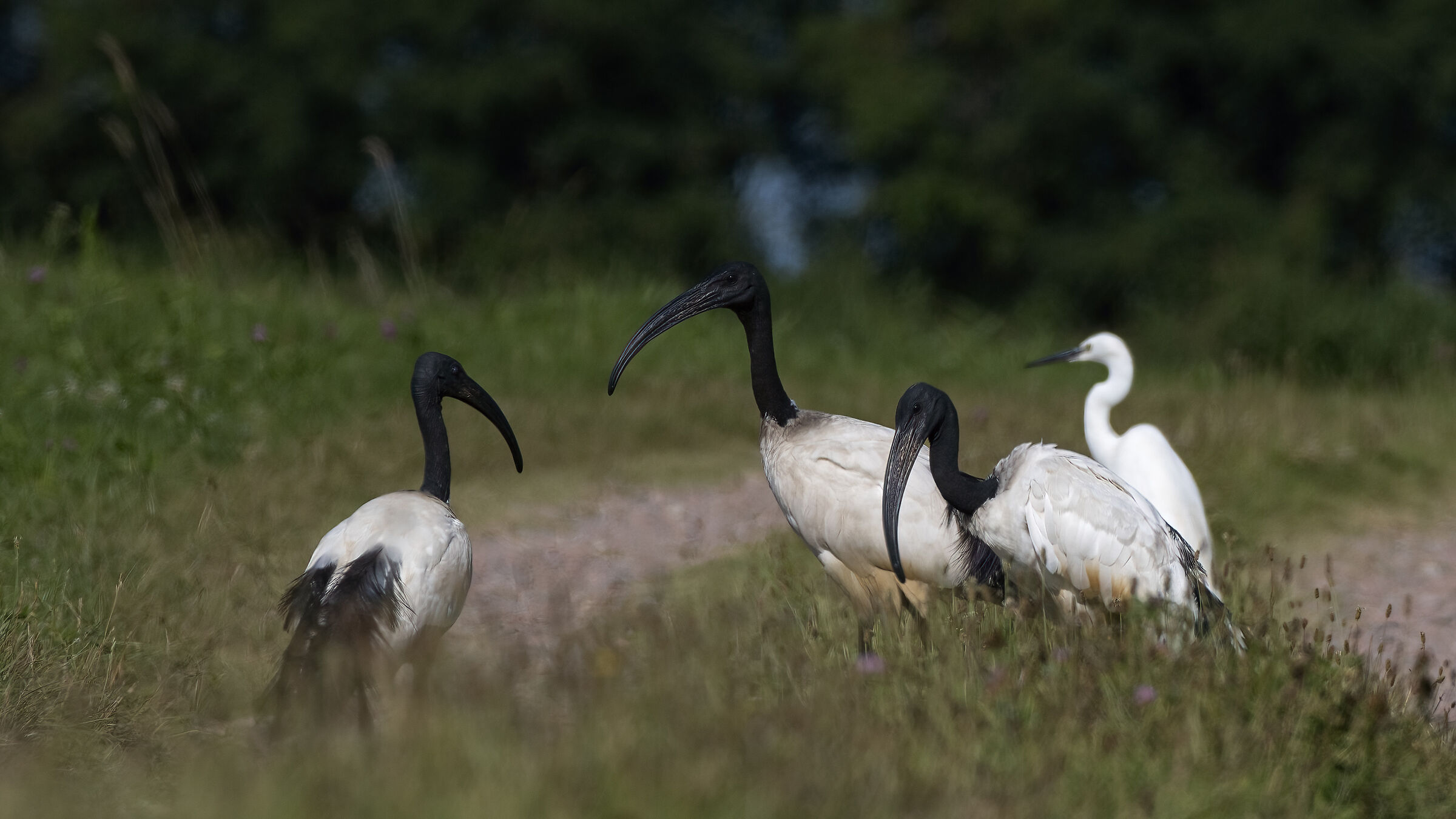 ibis sacro