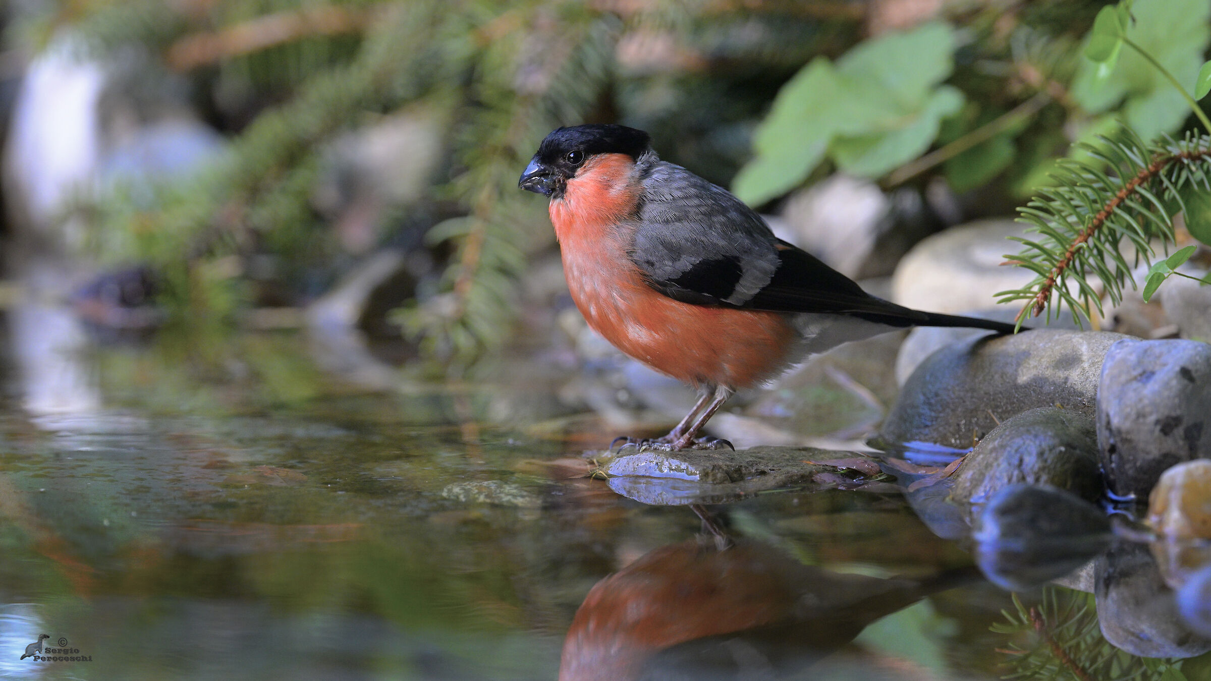 Eurasian bullfinch