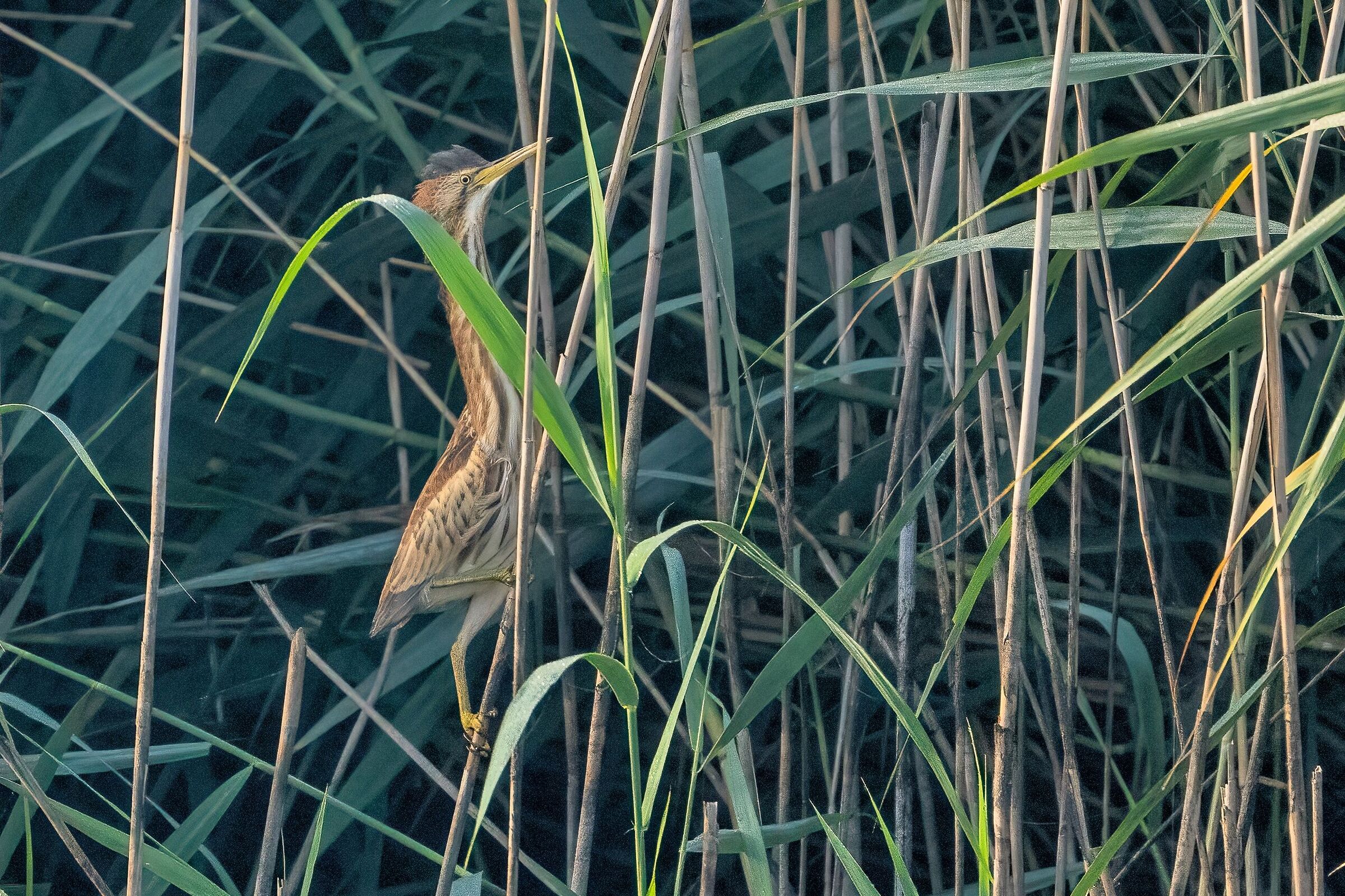 tarabusìno (Ixobrychus minutus)