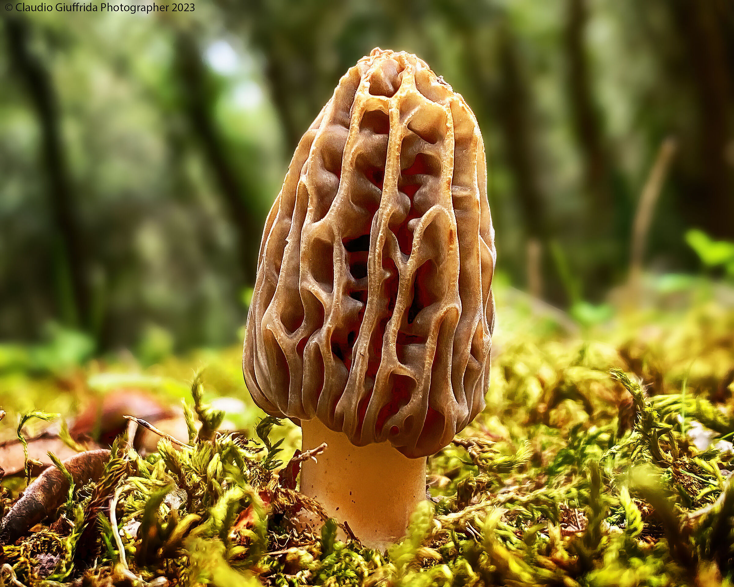 Morel
