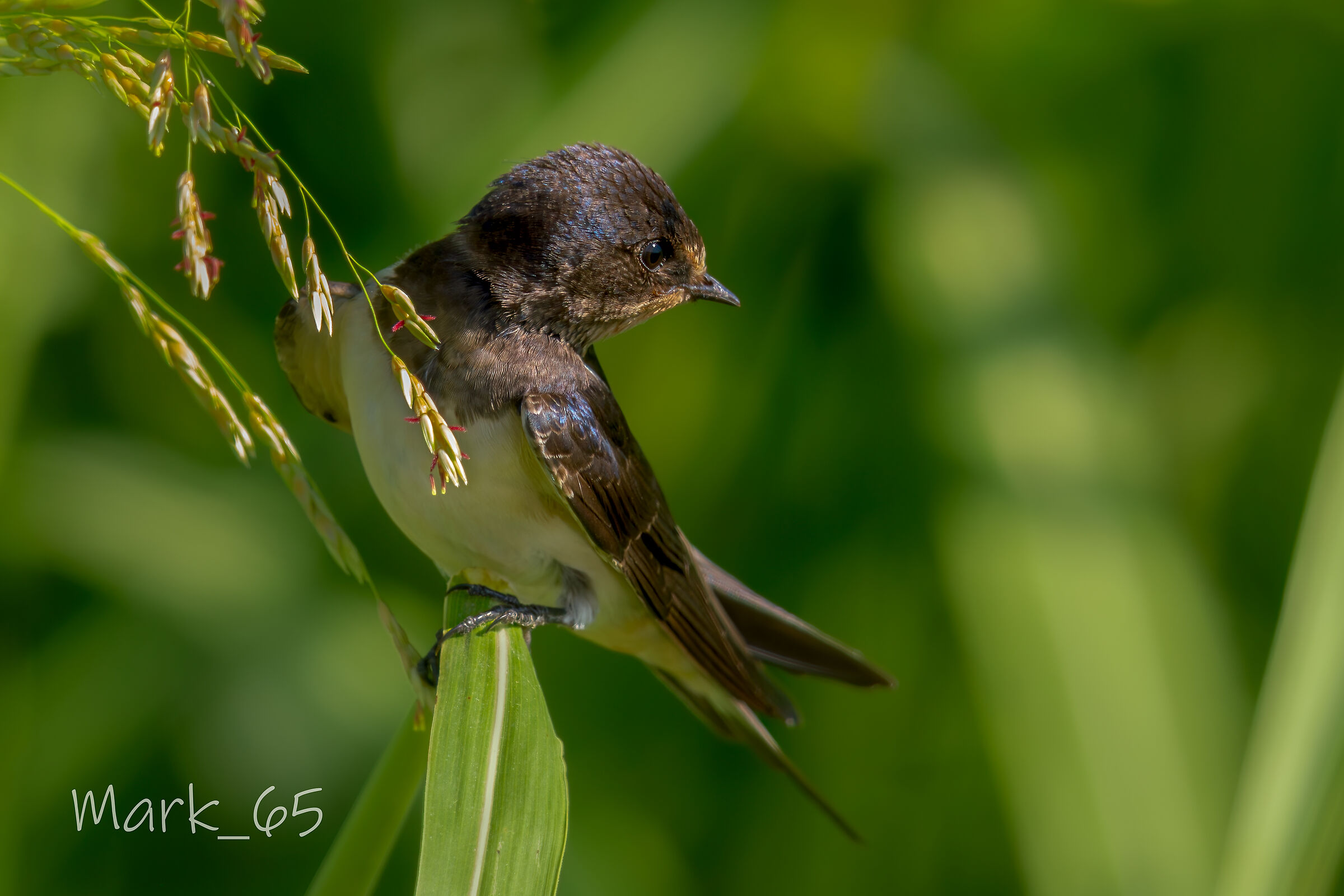 swallow