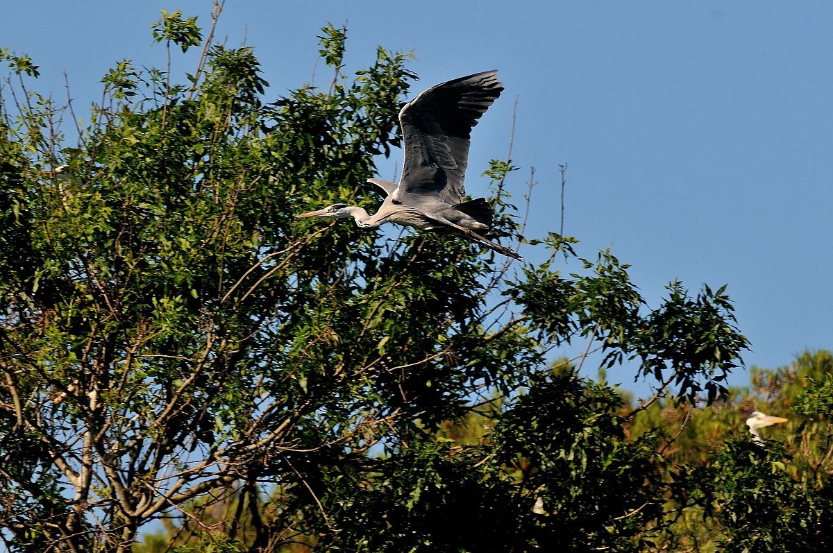 Grey Heron