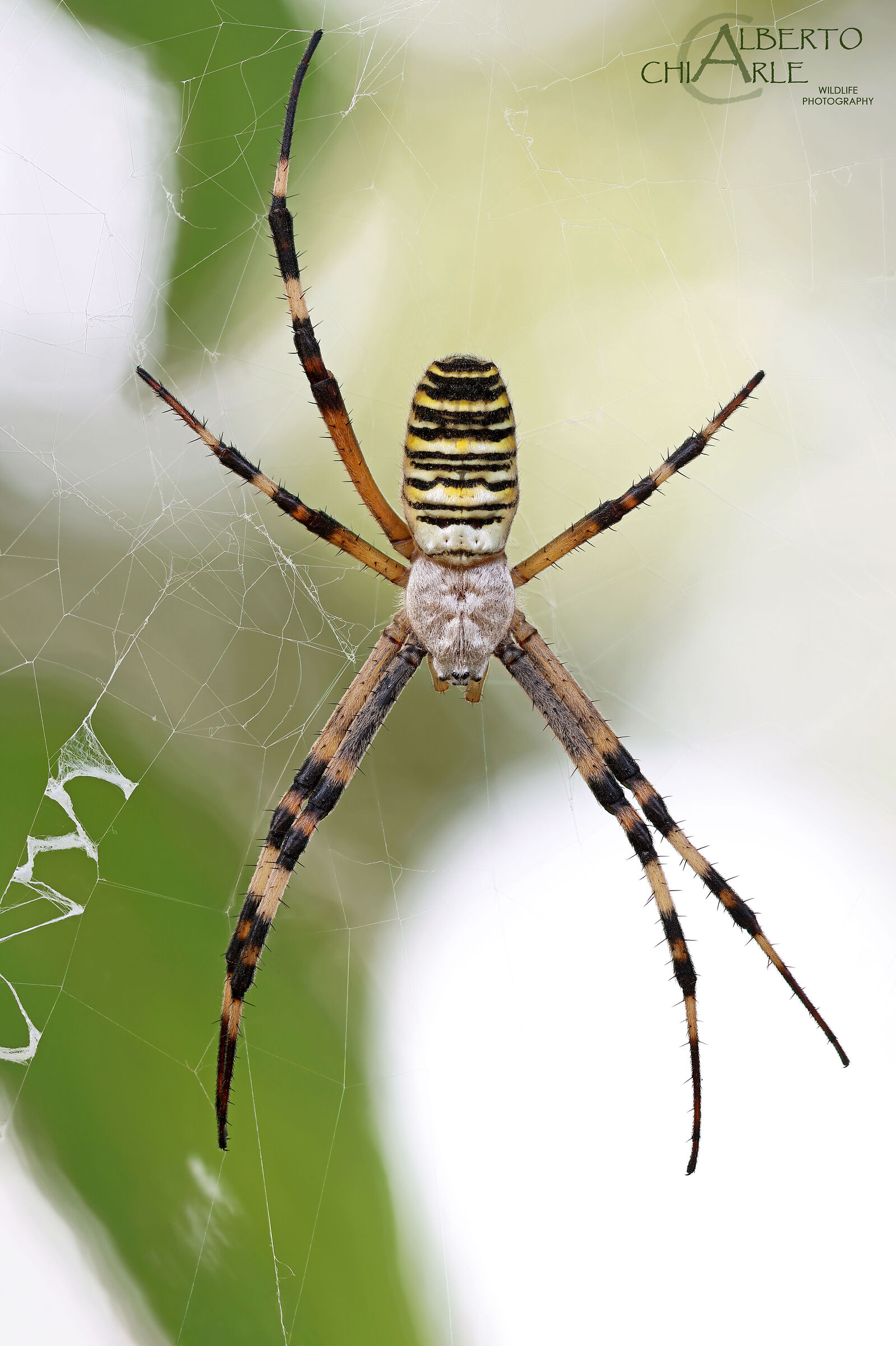 The seven-legged argiope