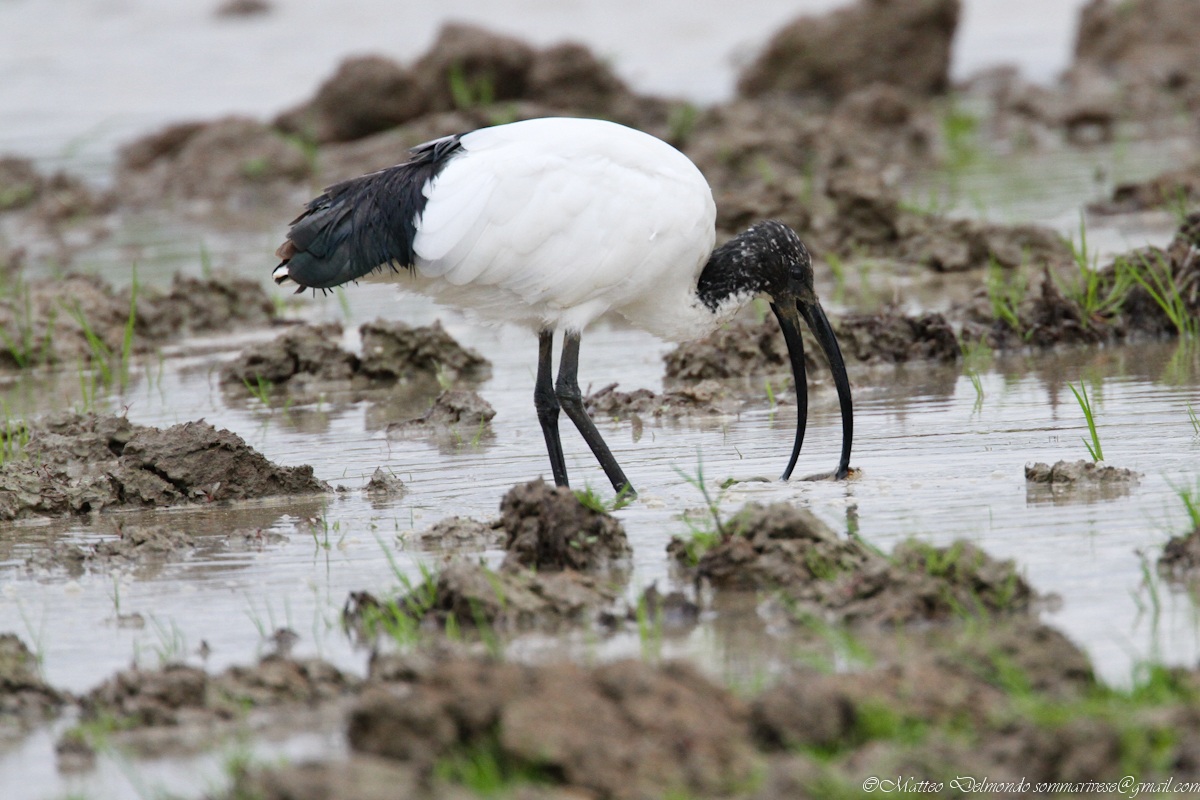 Ibis