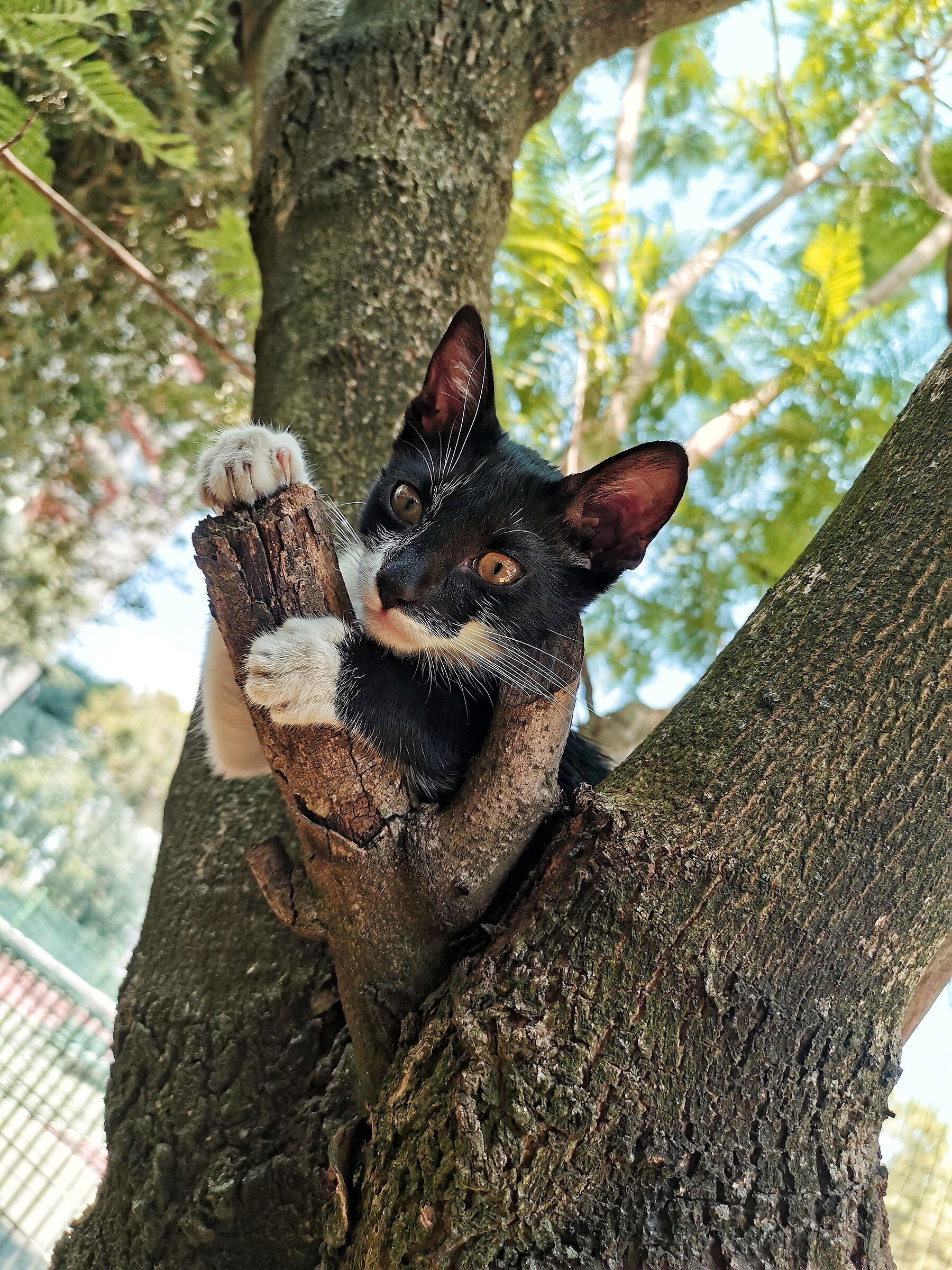 Zorro.