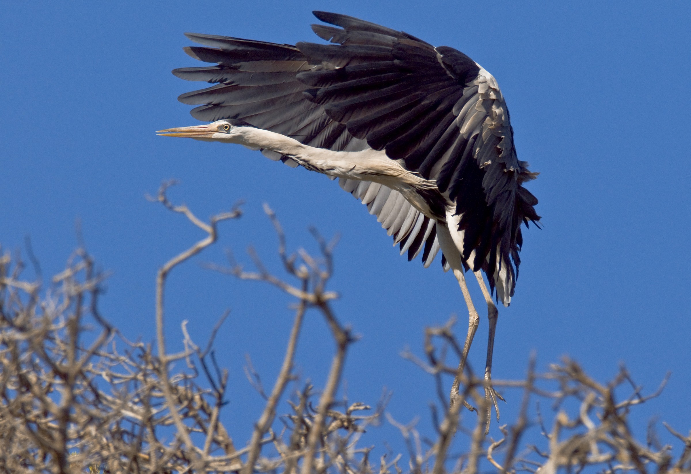Grey Heron