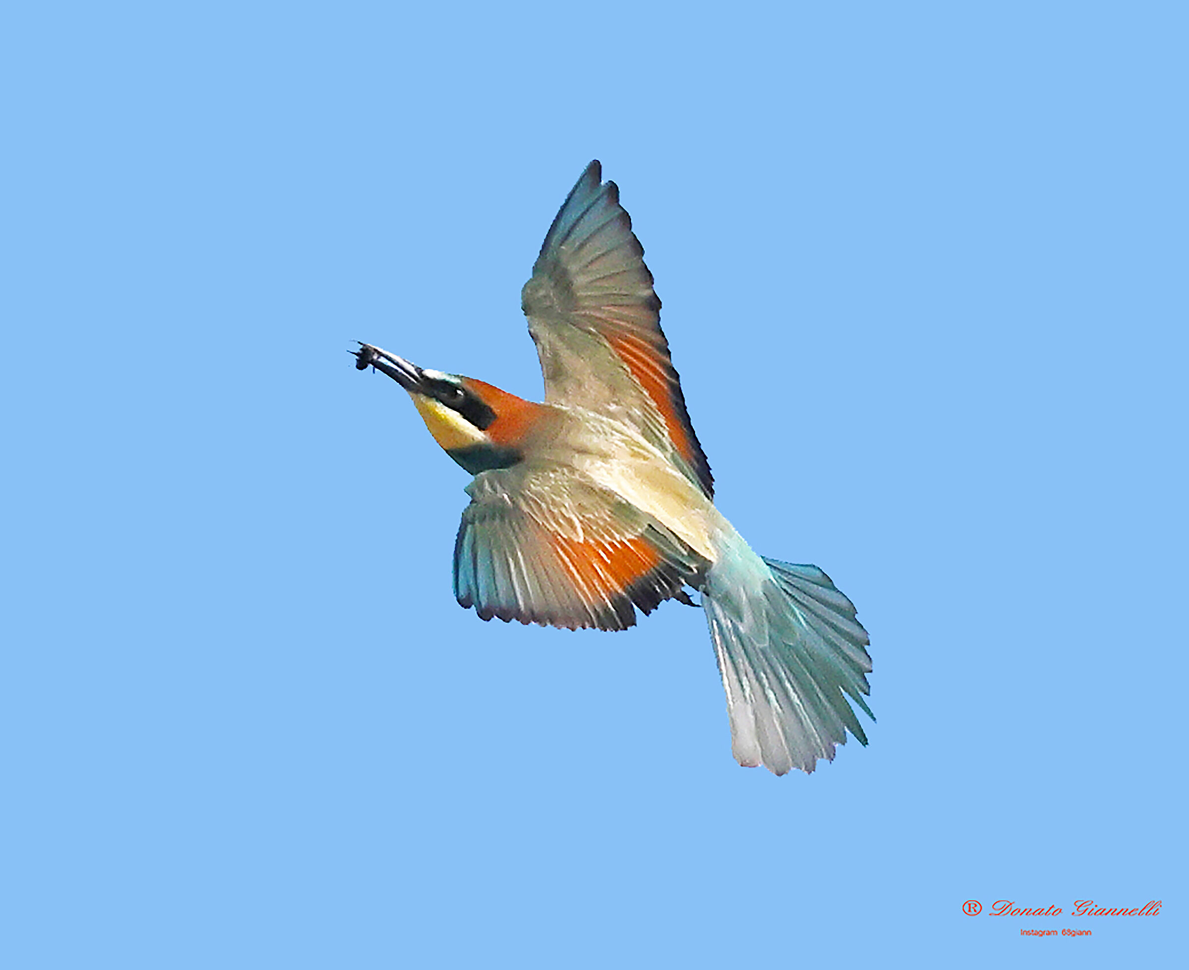 Bee-eater