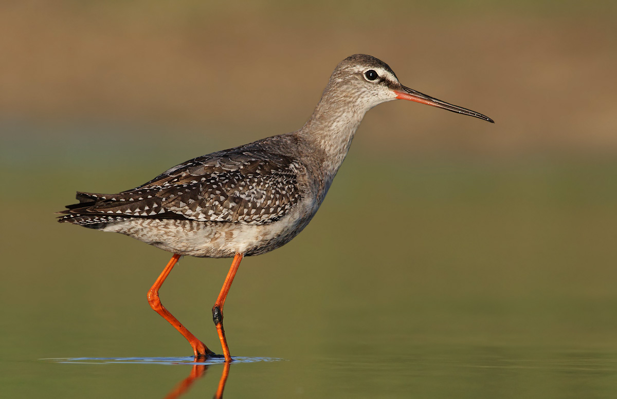 Spotted Redshank