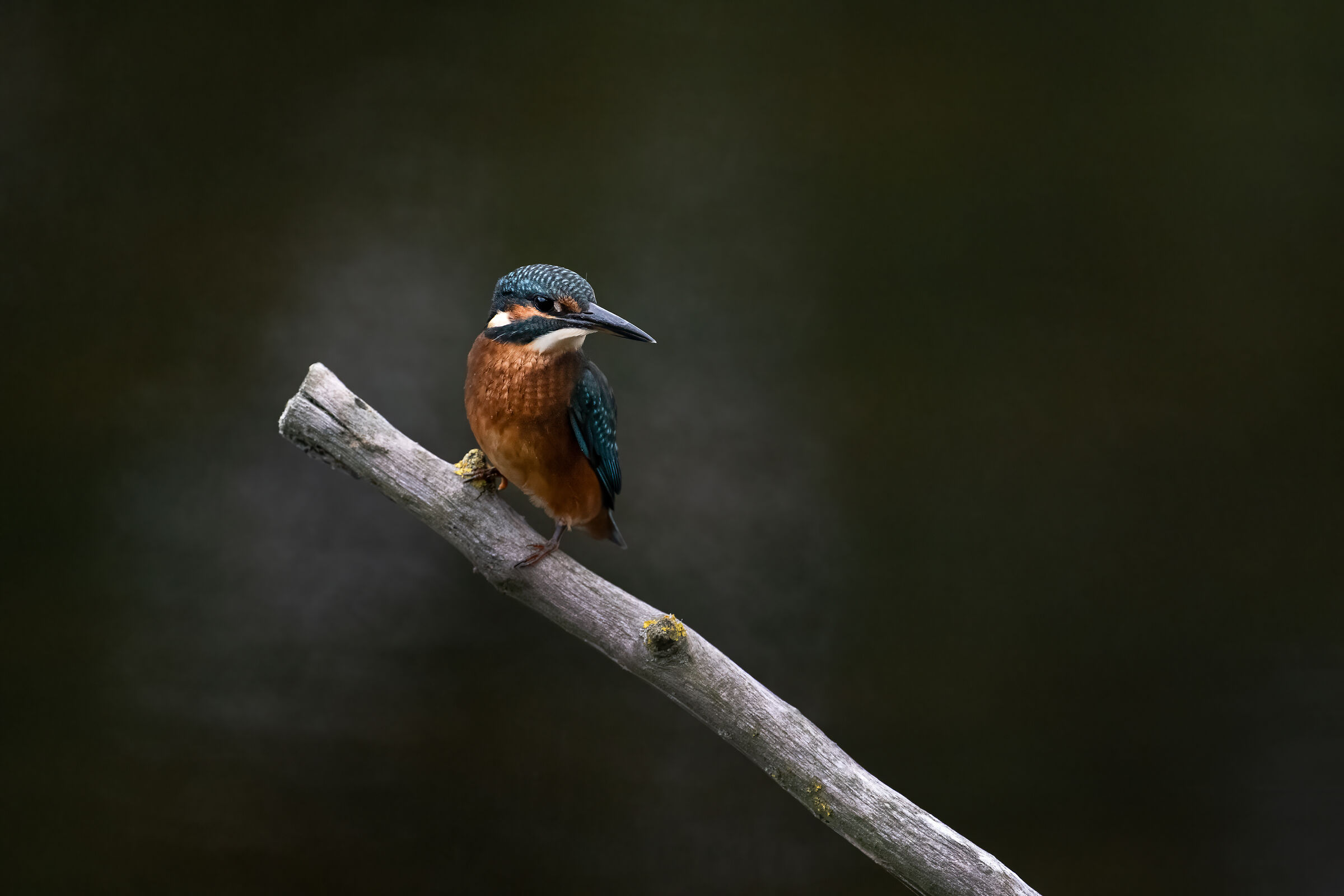 Common kingfisher (Alcedo atthis)