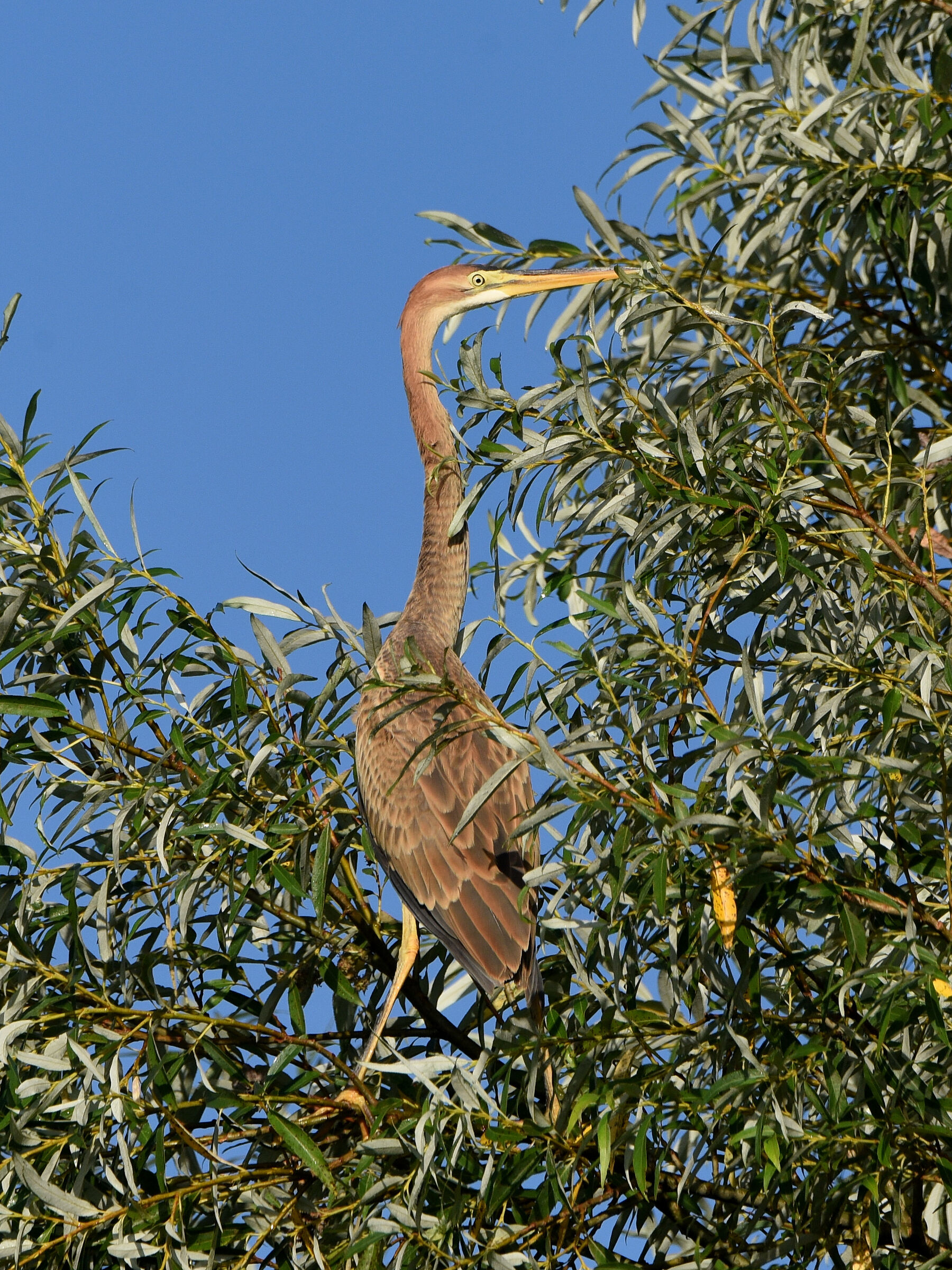 Purple heron