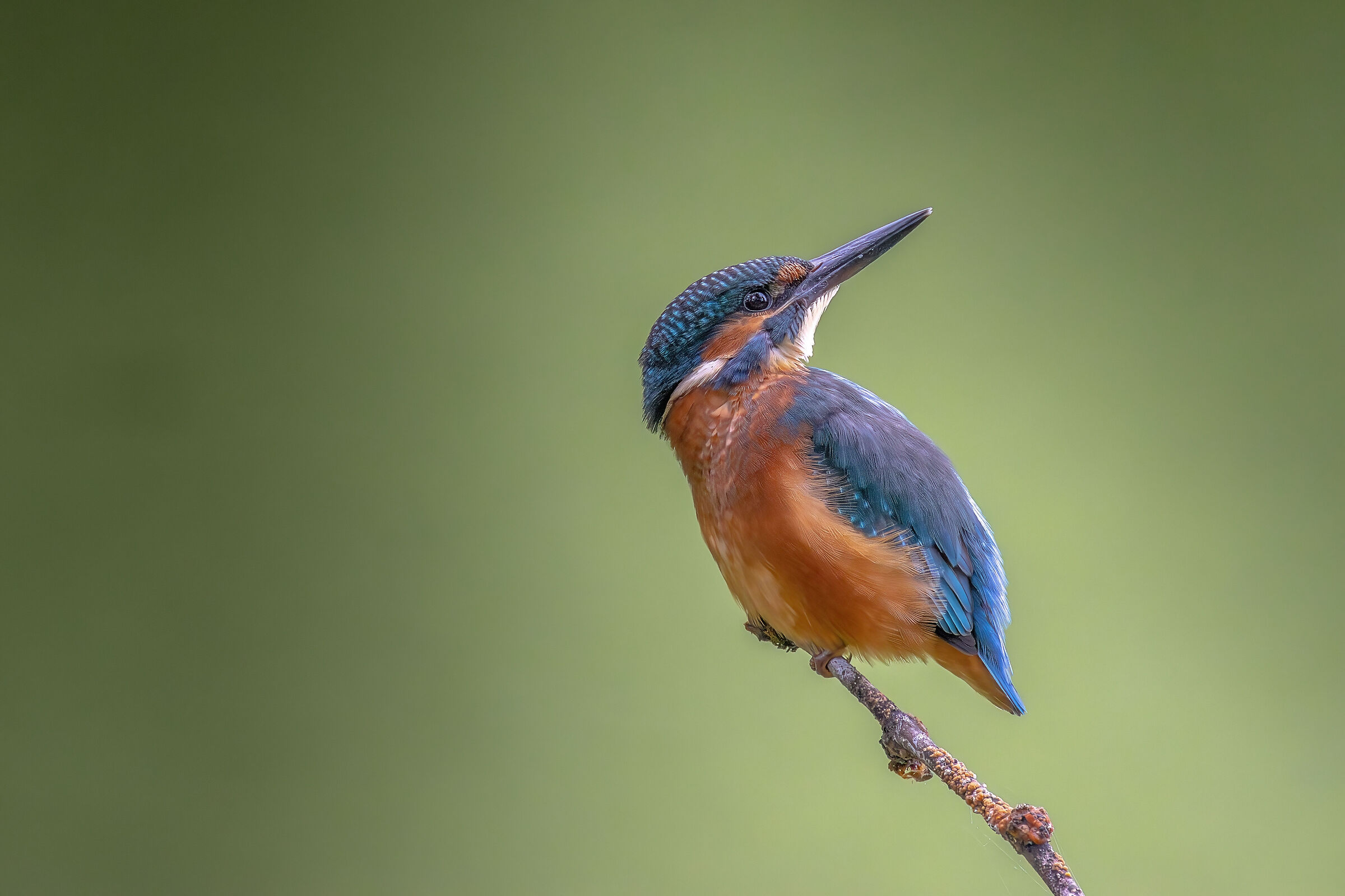 Martin pescatore alla palude brabbia