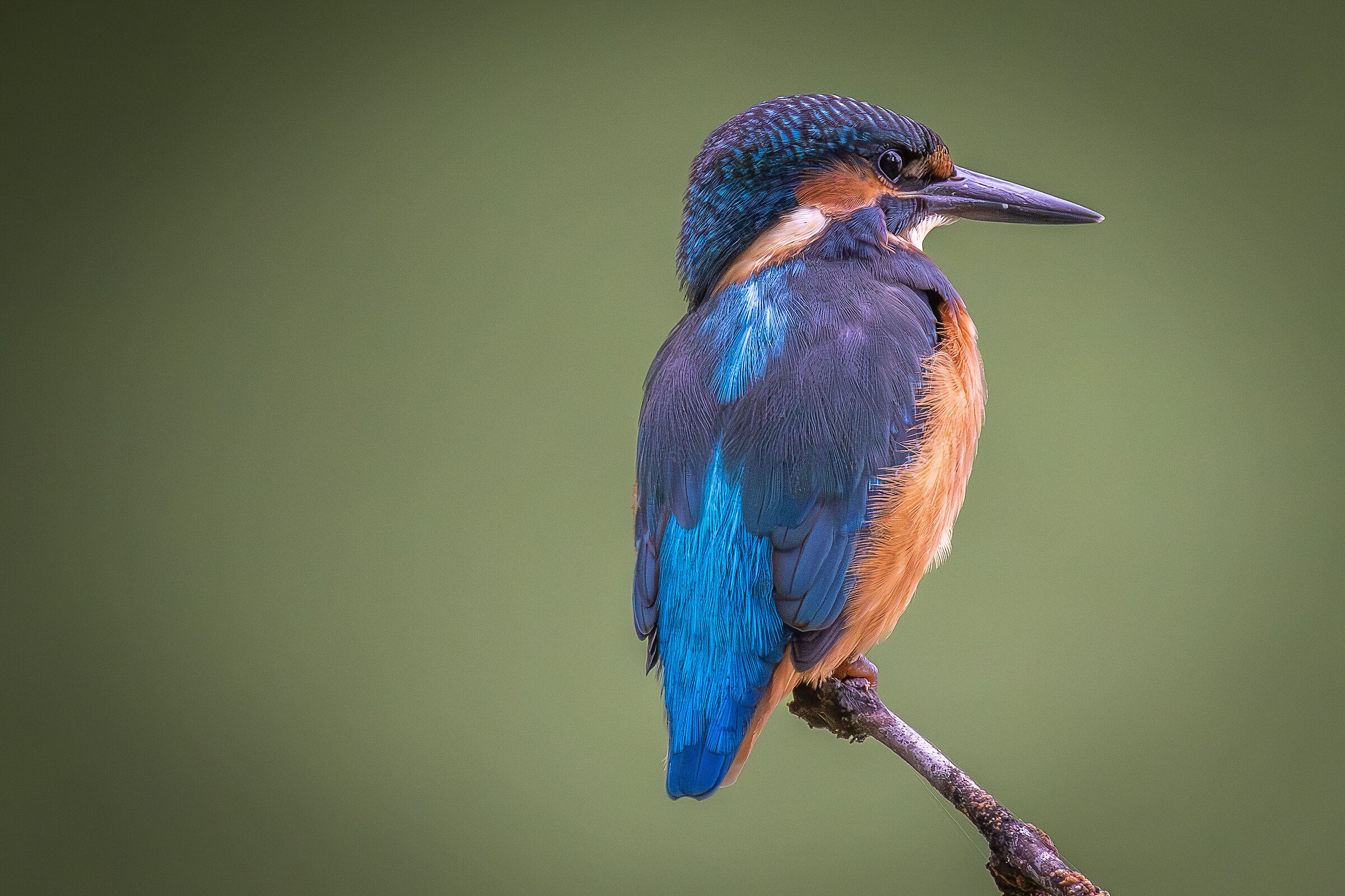 Martin pescatore palude brabbia