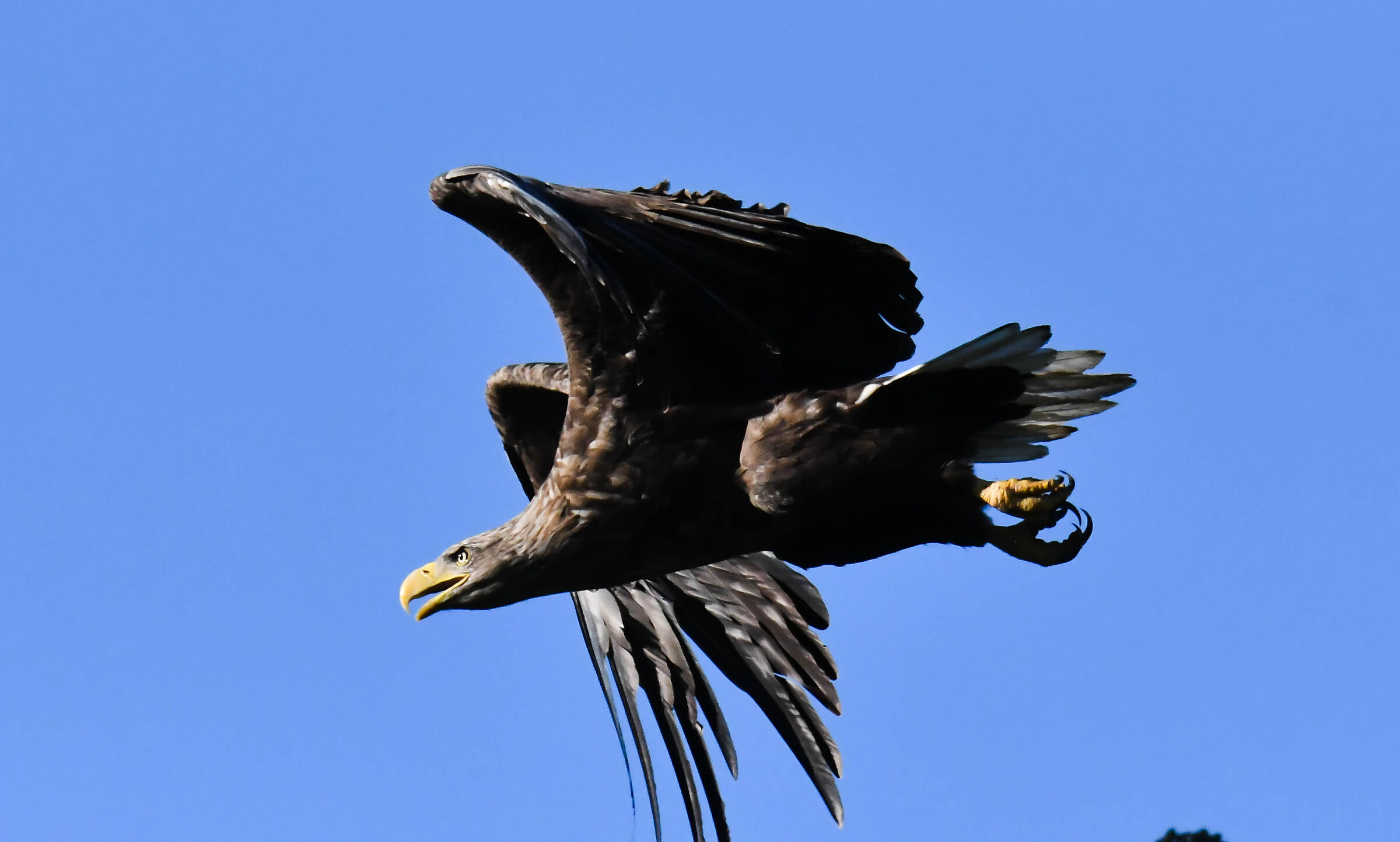 Il Delta del Danubio