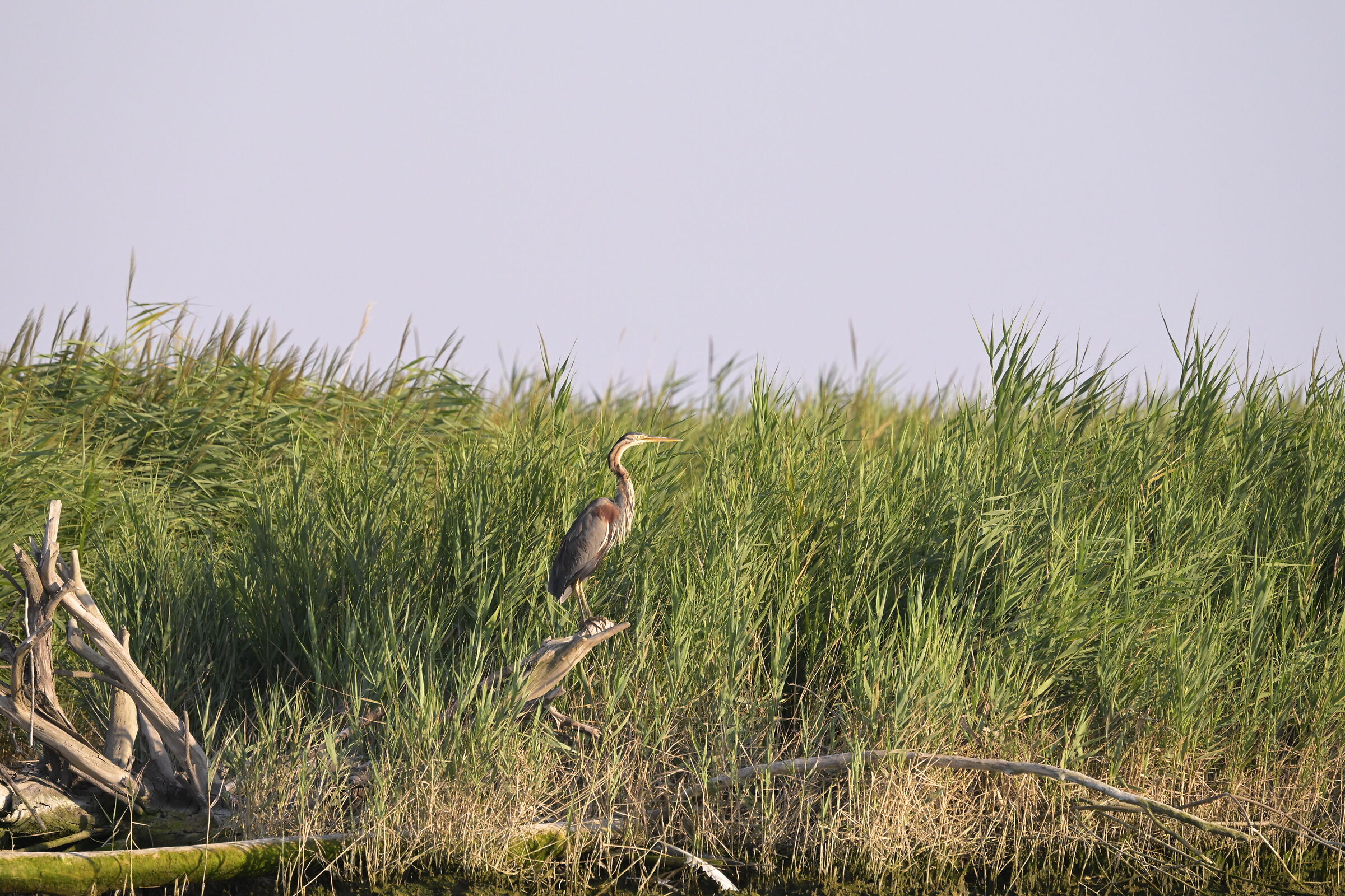 Red heron delta of Po Rovigo