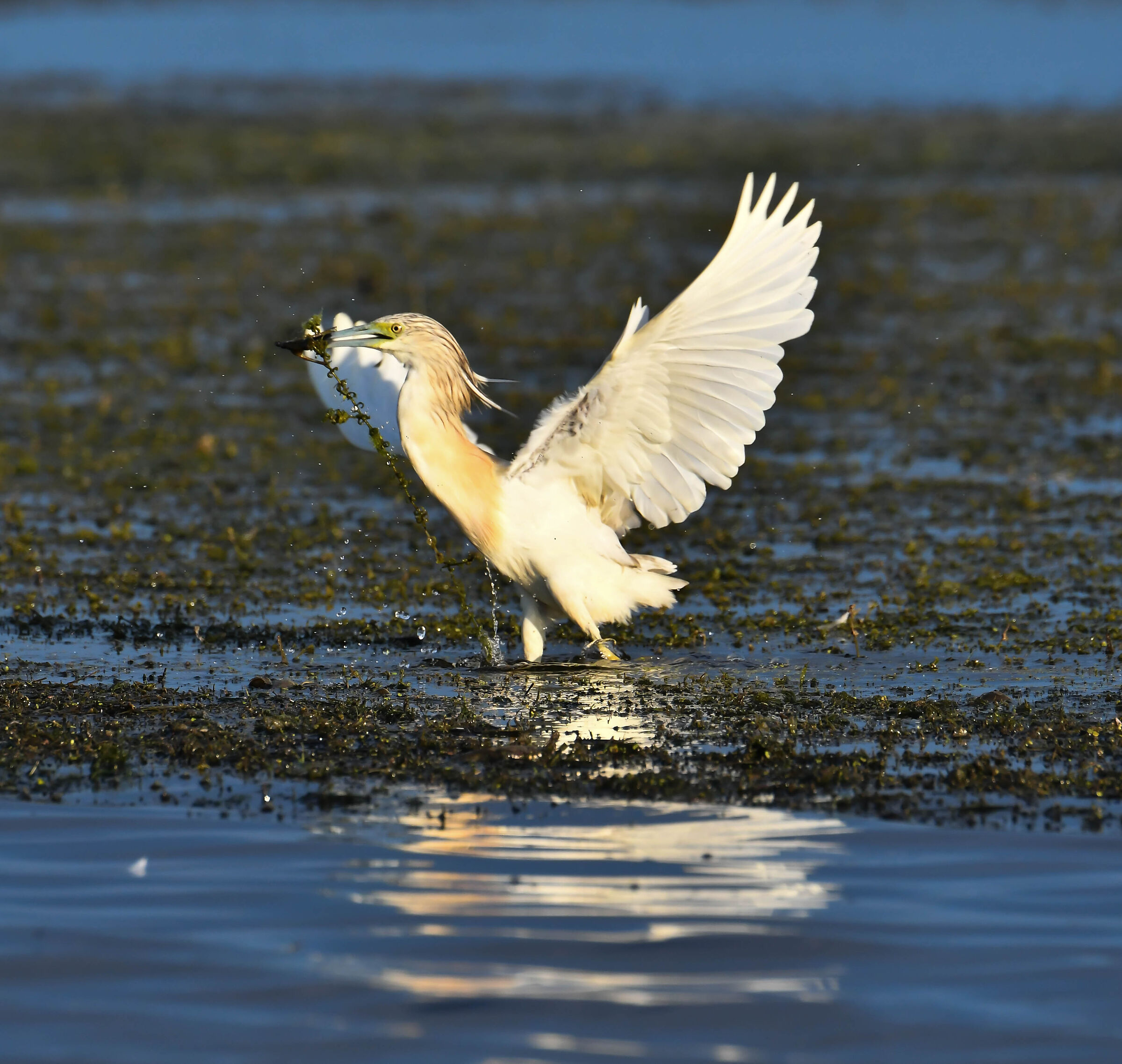 Il Delta del Danubio