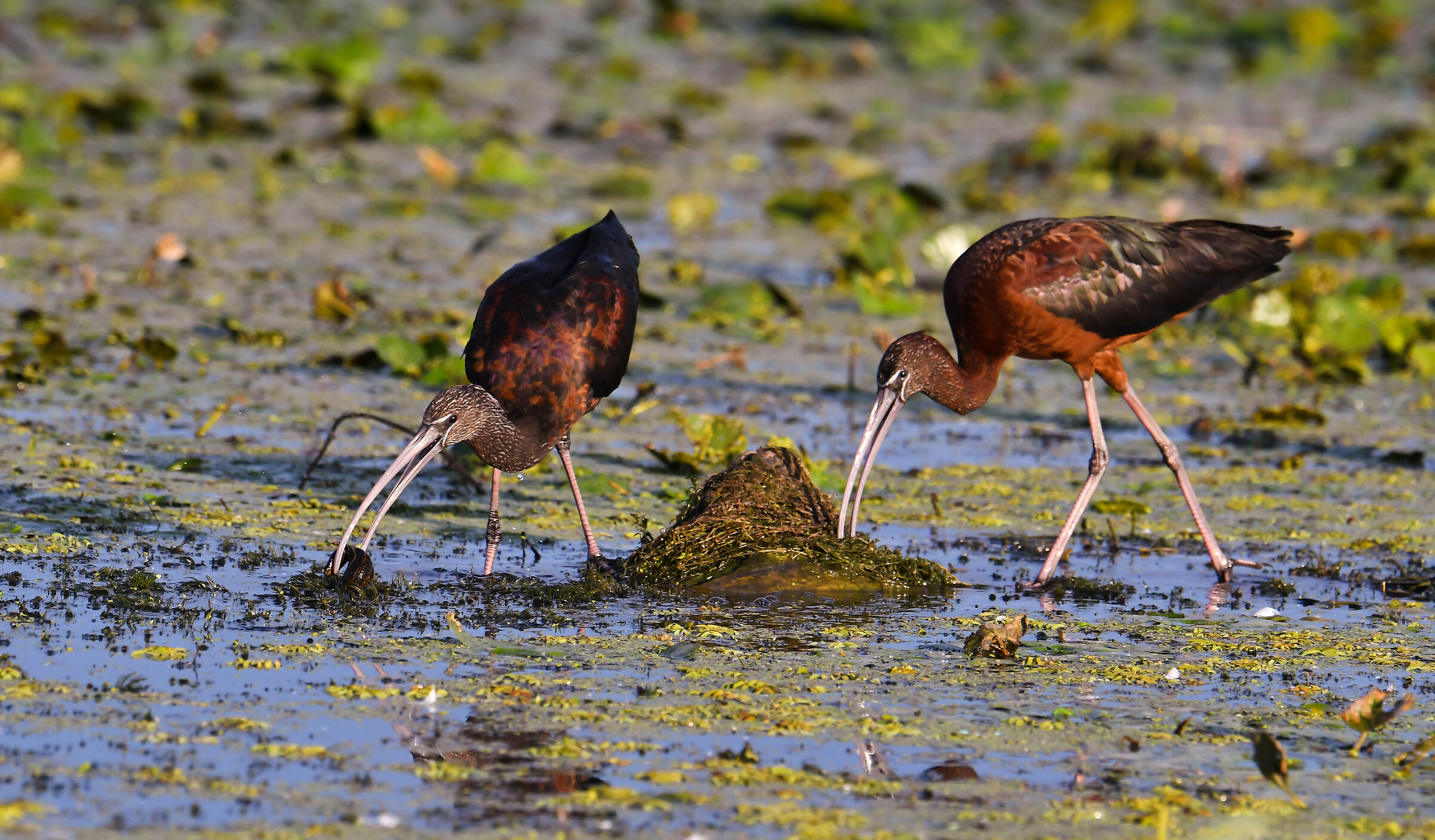Il Delta del Danubio