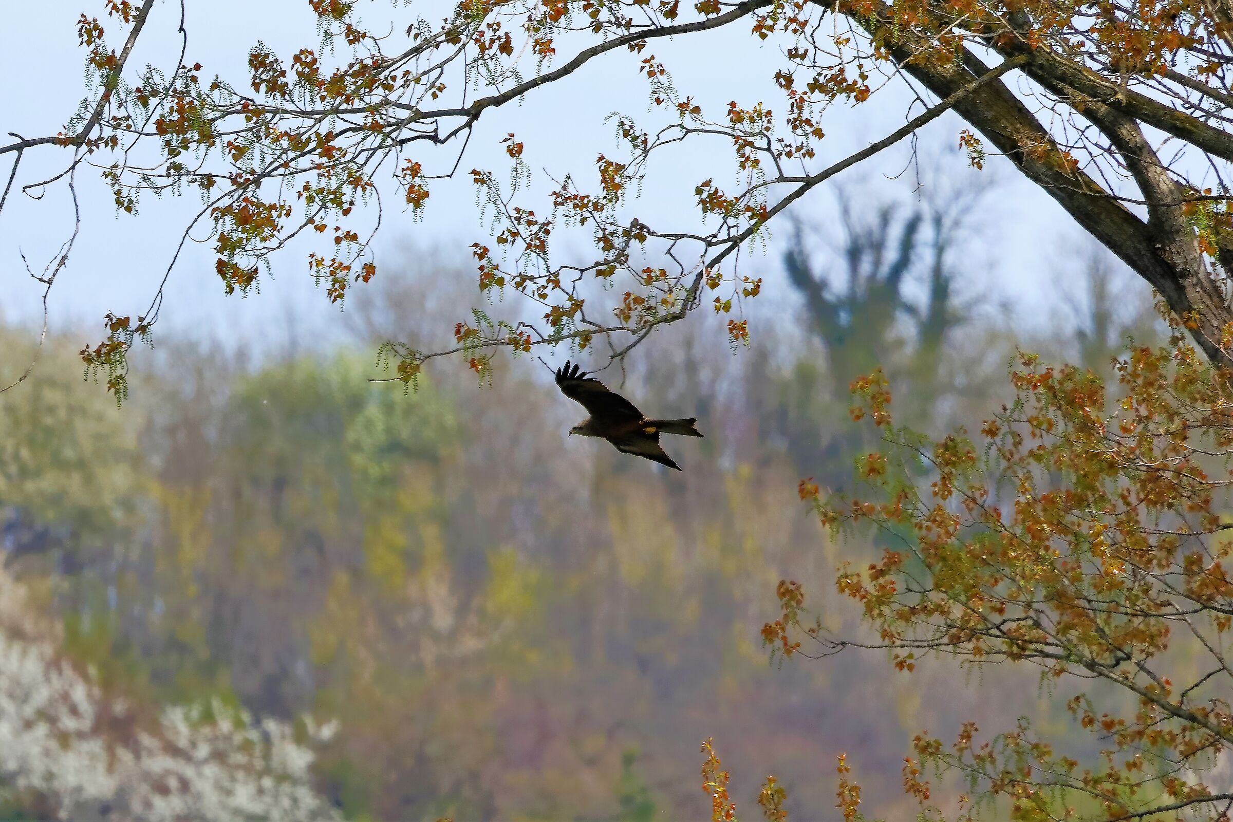 Nibbio bruno 06-04-2023