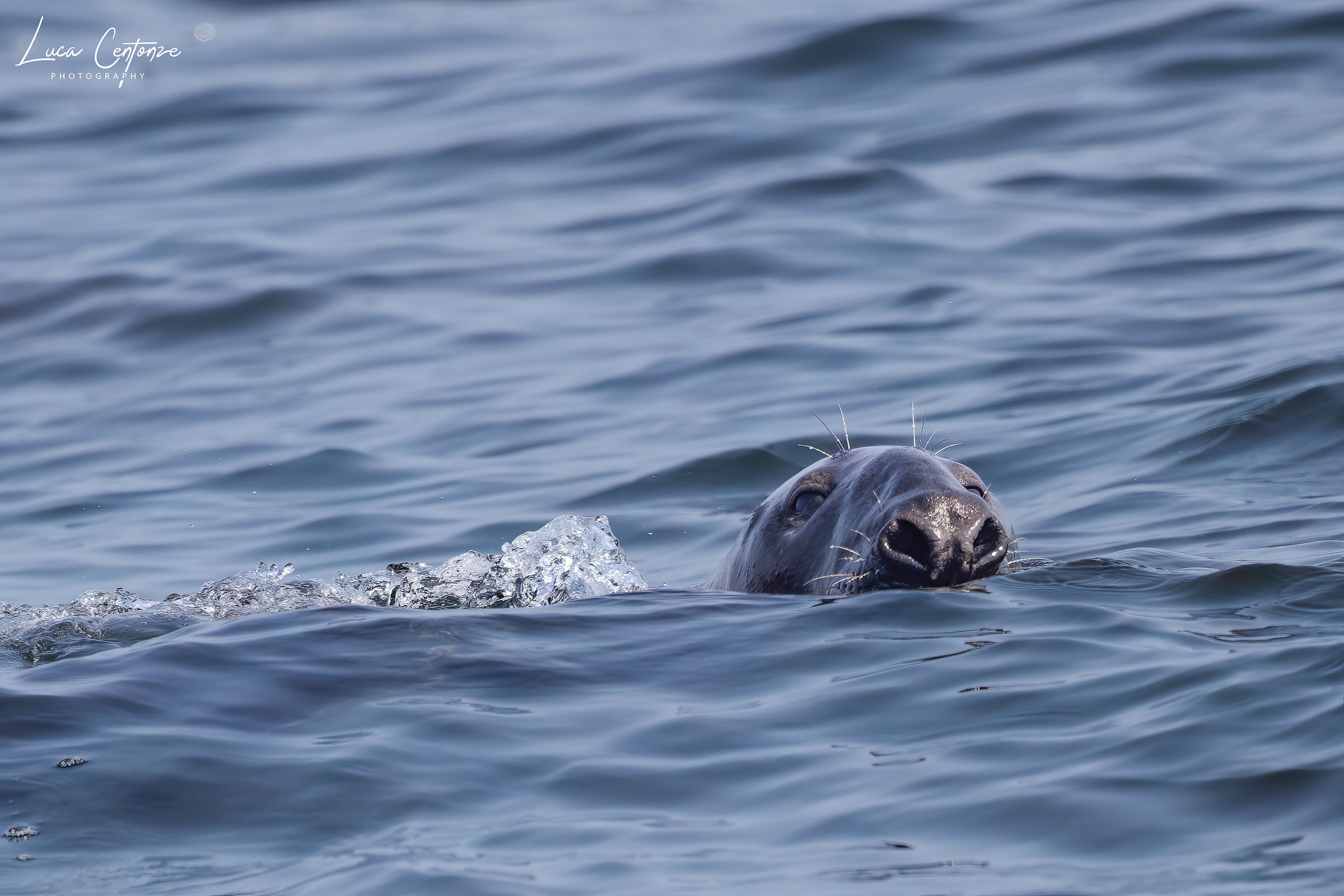 Grey Seal (Halichoerus grypus)